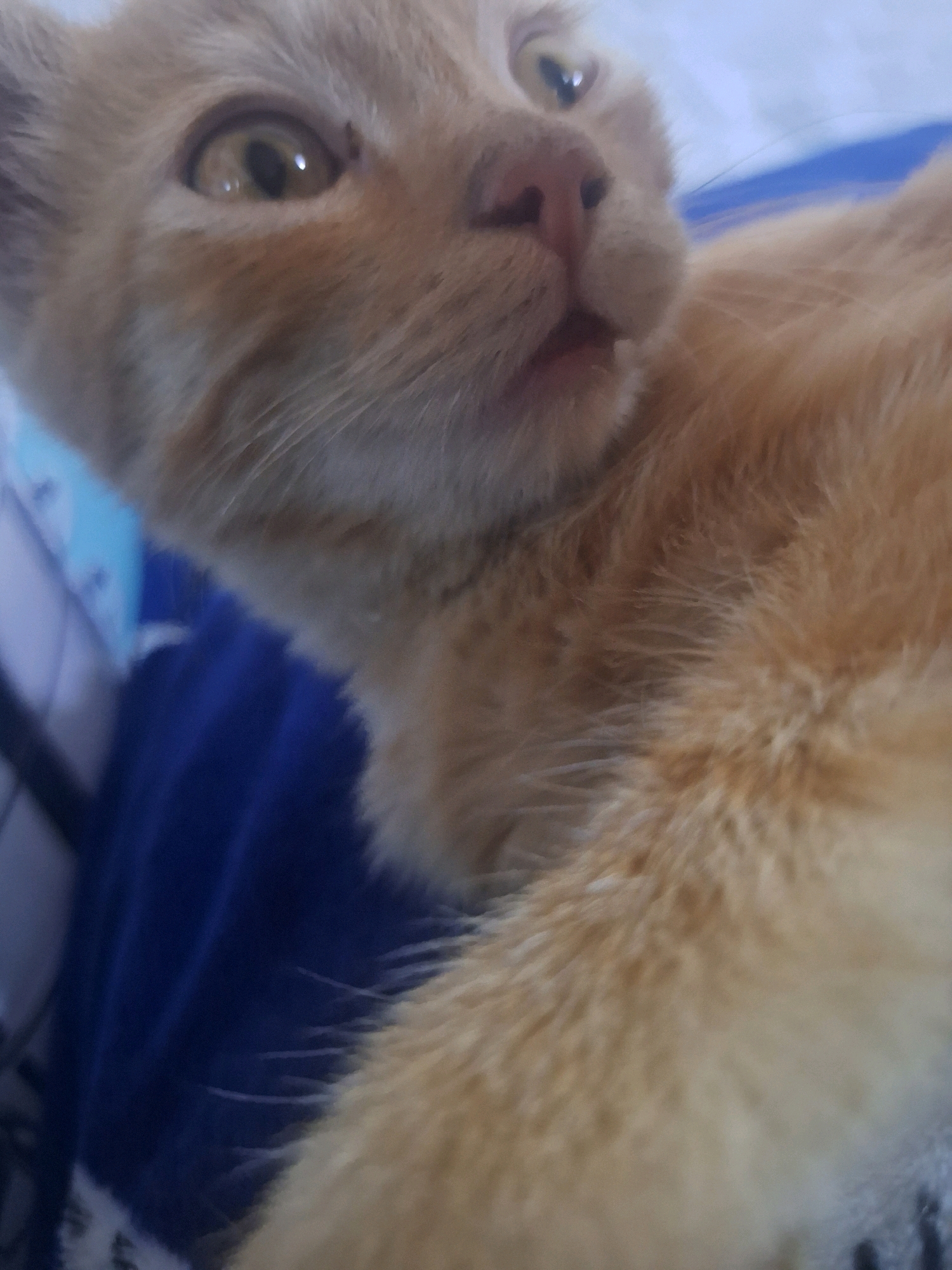 A close-up, slightly blurry, eye-level shot shows a ginger kitten's face and chest. The kitten is positioned facing upwards and to the right, with its head tilted slightly to the left. Its left eye, a golden color with a slit pupil, is clearly visible and reflecting light. A few strands of white whiskers fan out from its muzzle. The kitten's mouth is slightly open, revealing a hint of its pink tongue. Its fur is a warm ginger color, with some lighter patches around its muzzle. The background is a soft, out-of-focus blend of blue and white, suggesting it might be lying on fabric. The overall impression is one of innocence and curiosity.