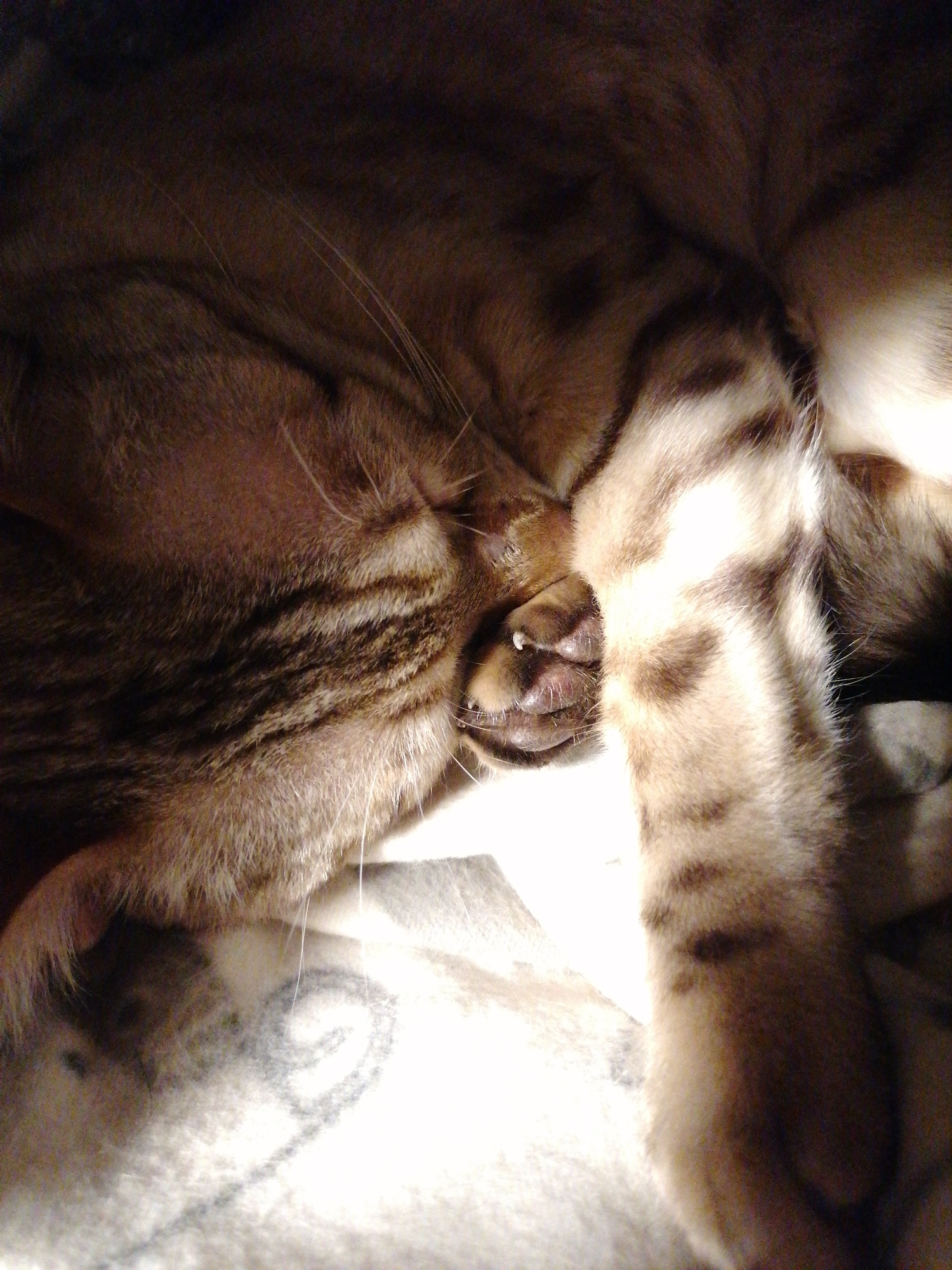A close-up photograph depicts a tabby cat sleeping on a blanket. The cat is curled up with its paw covering its face. The cat has striped markings on its fur and its paw. The blanket is white with a faint design. The location and city are unknown.