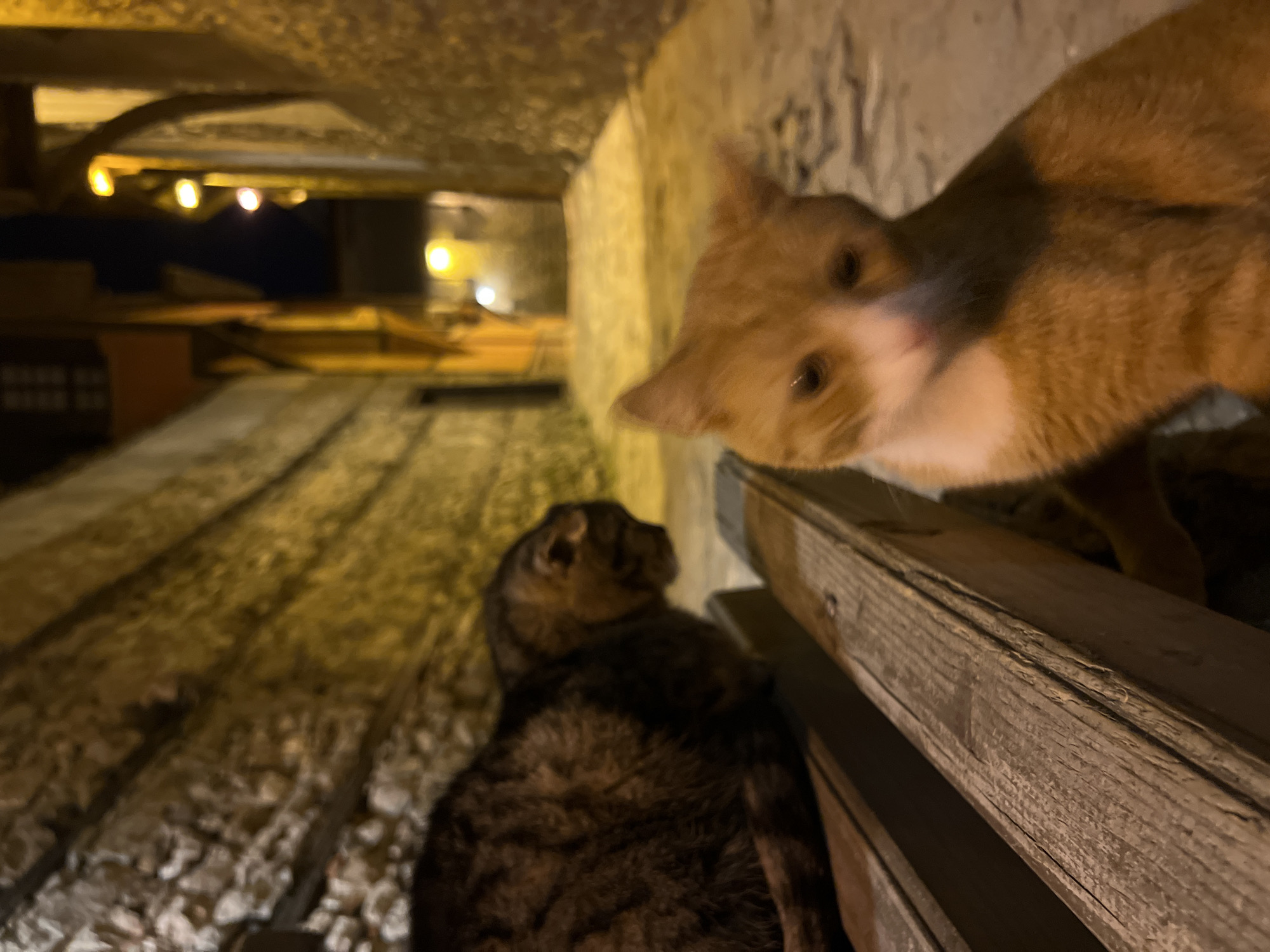The image, taken at night in Plovdiv, Bulgaria, presents two cats. One is an orange tabby with white markings, positioned close to the camera and slightly above. The other cat is a tabby, appearing darker, situated further away and lower in the frame. The cats are positioned near a wooden structure, possibly a fence or railing. In the background, a narrow street is visible, illuminated by warm-toned streetlights. The buildings lining the street appear to be constructed from stone, characteristic of the old town architecture in Plovdiv.
