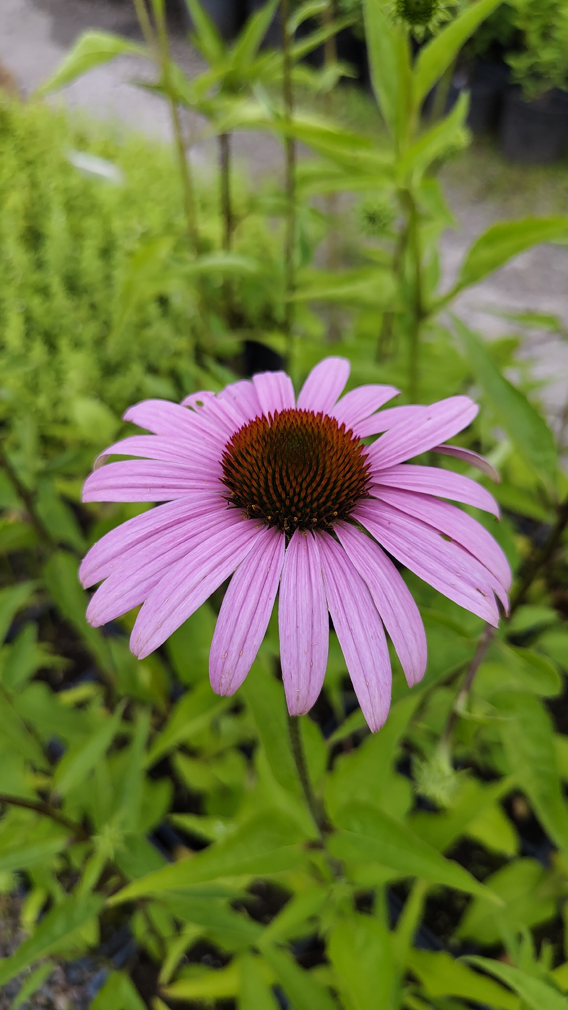 A close-up, eye-level shot features a single purple coneflower (Echinacea purpurea) in the foreground, its petals fanning out from a dark brown, cone-shaped center. The flower is positioned slightly to the right of the frame. The background consists of blurred green foliage, with some darker elements suggesting plants in pots or further vegetation. The lighting appears to be natural daylight, creating soft shadows. The overall impression is that of a garden or nursery setting. There is no visible information in the image to suggest a specific location in Krasnoyarsk, Russia.