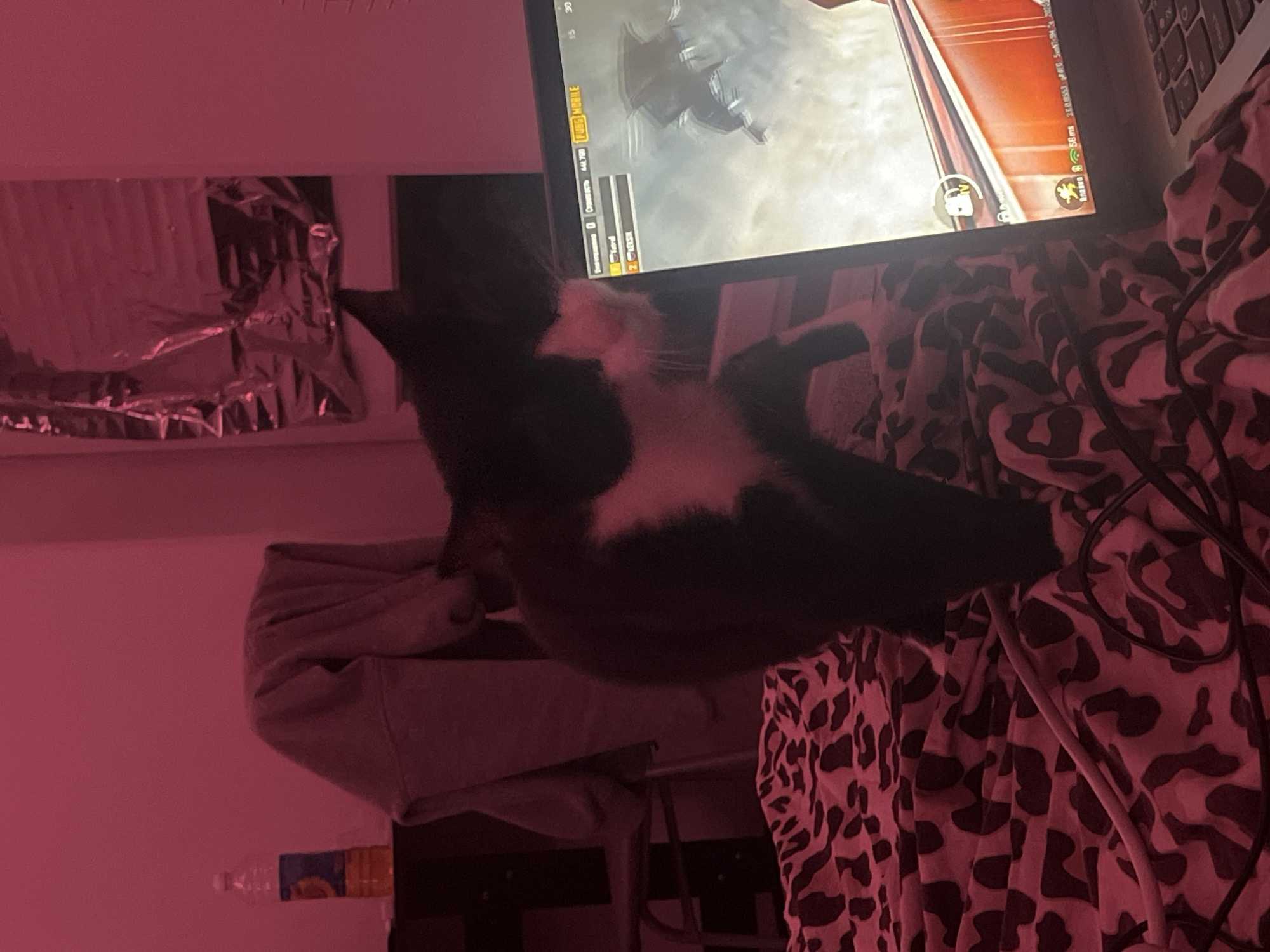 A tuxedo cat sits on a laptop, partially obscuring the screen which displays a video game. The laptop sits on a patterned blanket. Below the blanket, a partially visible water bottle rests on a surface. The scene is lit with pink light. The location is not discernible and cannot be ascertained based on the image.