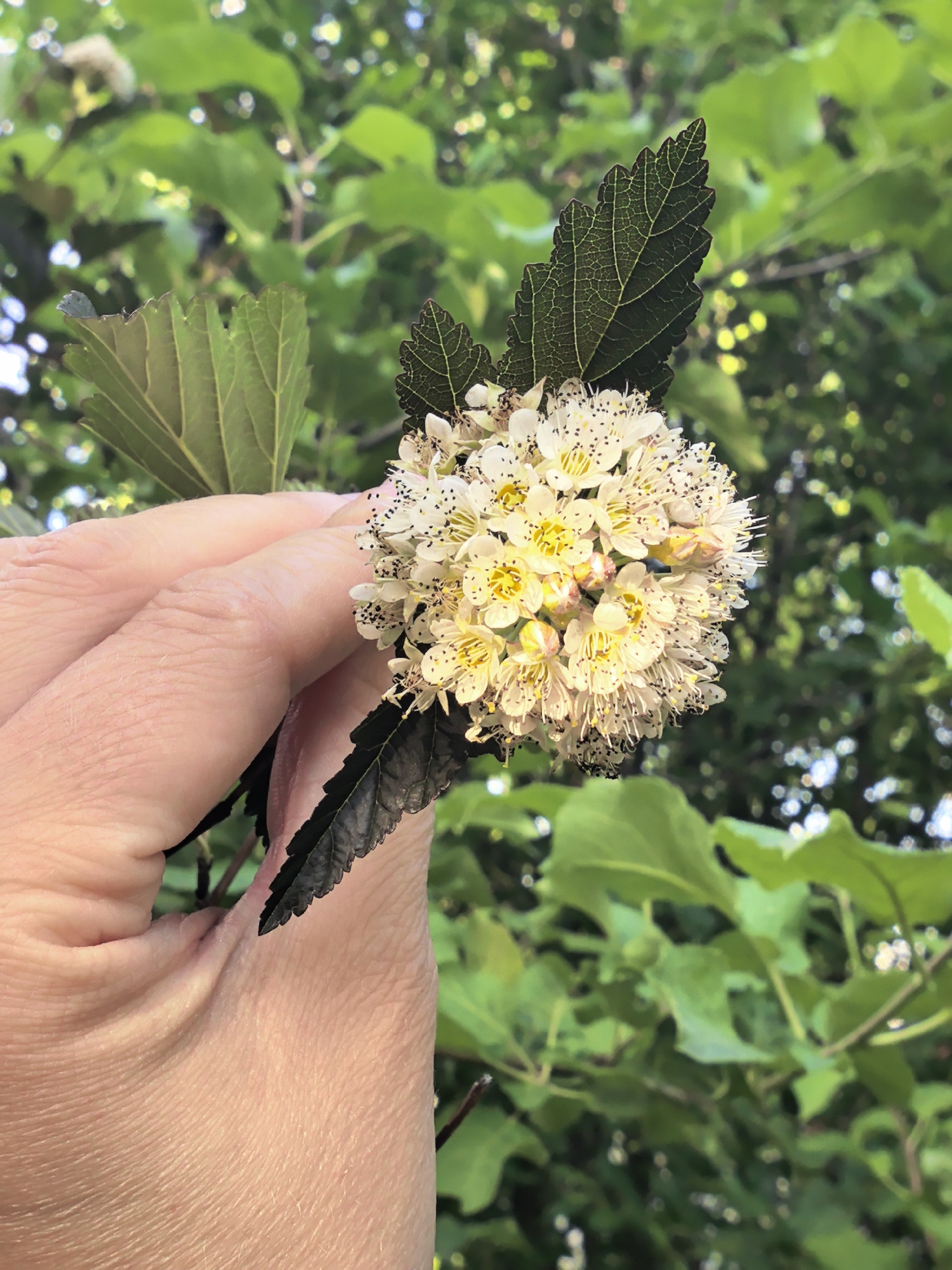A hand holds a cluster of small, white flowers with yellow centers and delicate, white stamens. The flowers are densely packed into a rounded shape. Dark green leaves with serrated edges are visible near the flowers. The background consists of blurred green foliage. The image appears to have been taken outdoors in a natural setting. The specific location in Kultaevo, Russia, cannot be determined from the visual information provided.