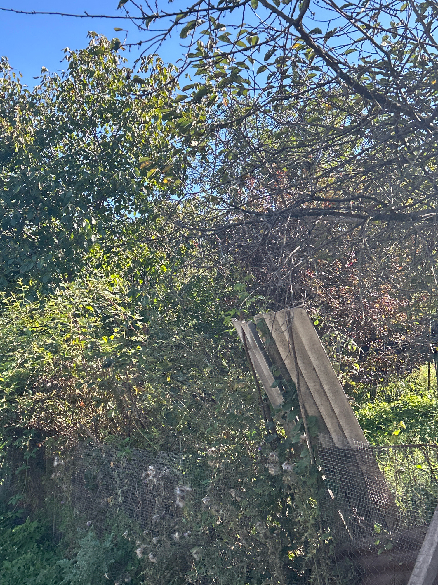 The image captures an outdoor scene dominated by dense foliage under a clear blue sky. Several trees with green and some reddish-brown leaves are visible, their branches creating a layered canopy. In the foreground, a portion of a wire mesh fence runs horizontally across the lower part of the frame. Leaning against the fence are several weathered, light-colored concrete slabs, forming a diagonal structure. Some vegetation, including what appear to be dry seed heads, grows around and through the fence and concrete slabs. The scene is illuminated by sunlight, casting shadows and highlighting the textures of the leaves and concrete. There are no people or animals present in the image. The location is identified as Tsikhisdziri, Georgia.