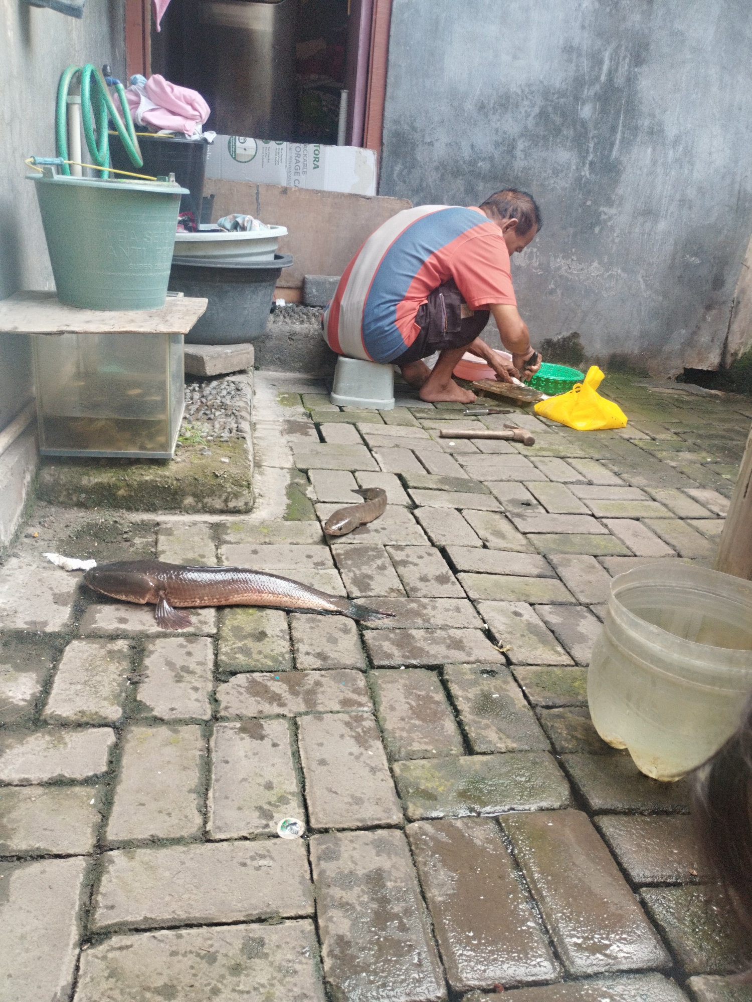 A man is squatting on a paved courtyard, possibly in Surabaya, Indonesia, as he prepares to gut a large fish laid on the ground. He wears a t-shirt with blue and red horizontal stripes and dark shorts. Beside him, a yellow plastic bag and a green bucket are visible. In the foreground, two dead fish lie on the wet cobblestone. To the left, a small glass aquarium with murky water sits on a low concrete structure. In the background, various containers and a coiled green hose suggest a utilitarian setting. The wall behind the man is rough and grey.