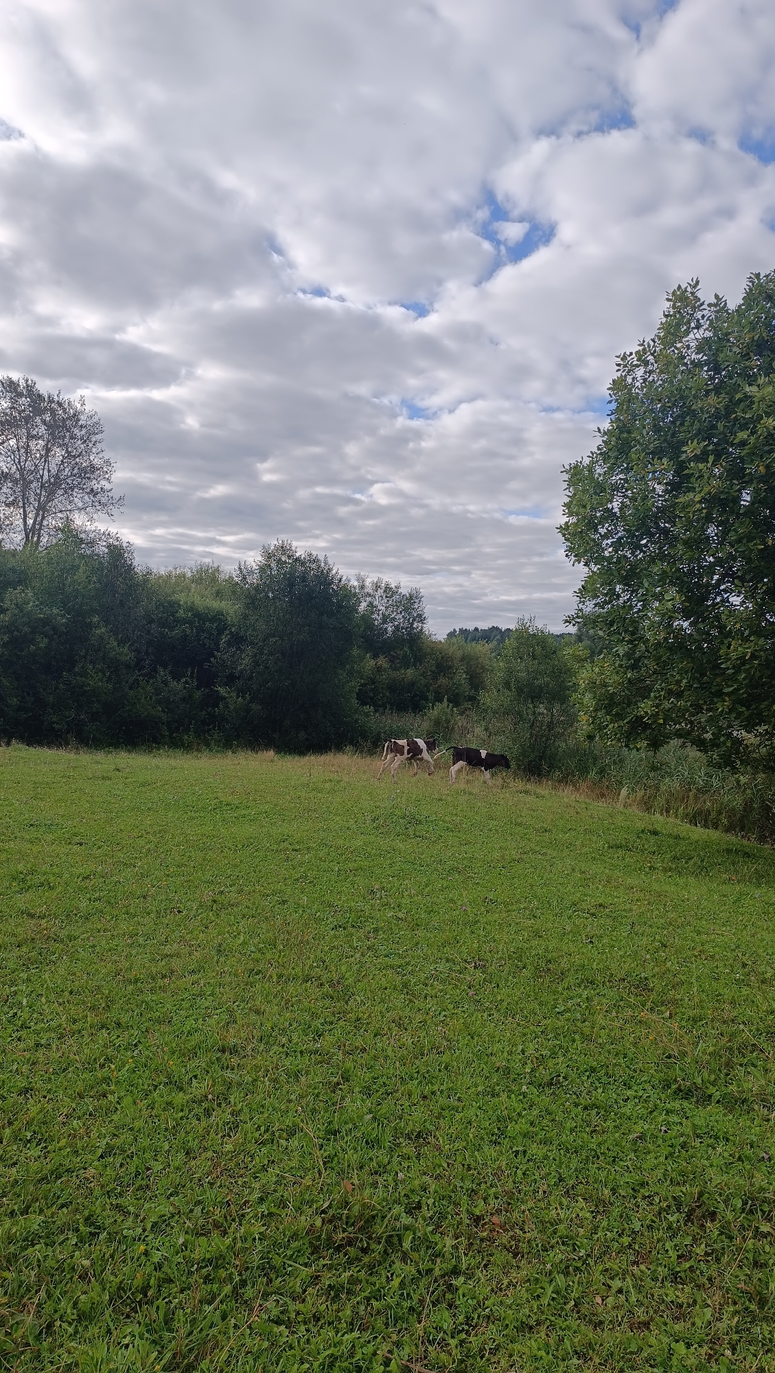 The image shows a pastoral landscape with two calves grazing in a field. The field is covered in green grass, and a line of trees forms the background. The sky is cloudy. The scene is not located in Karsha, Russia, as it depicts a rural area without any urban features.
