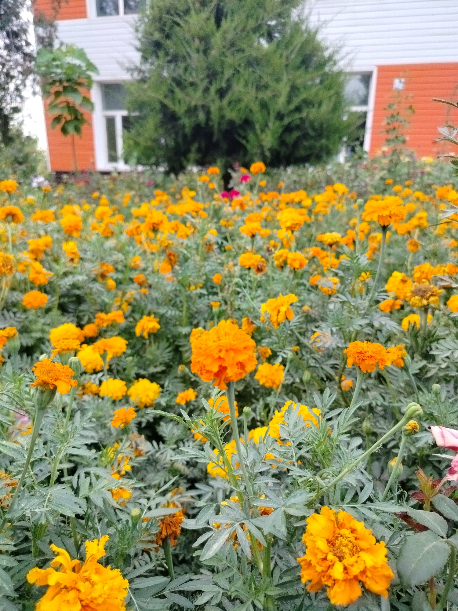 A close-up, eye-level, outdoor shot showcases a vibrant field of orange marigolds in full bloom, with a building and a large evergreen tree in the background. The building has an orange lower half and white upper half with windows. The marigolds are dense and cover the foreground and midground, with some appearing slightly wilted. The foliage is a muted green. The lighting is overcast, contributing to the soft focus and muted colors. The scene appears to be located in a garden or park setting within the city of Kölkent, Kazakhstan. No people are visible in the image.
