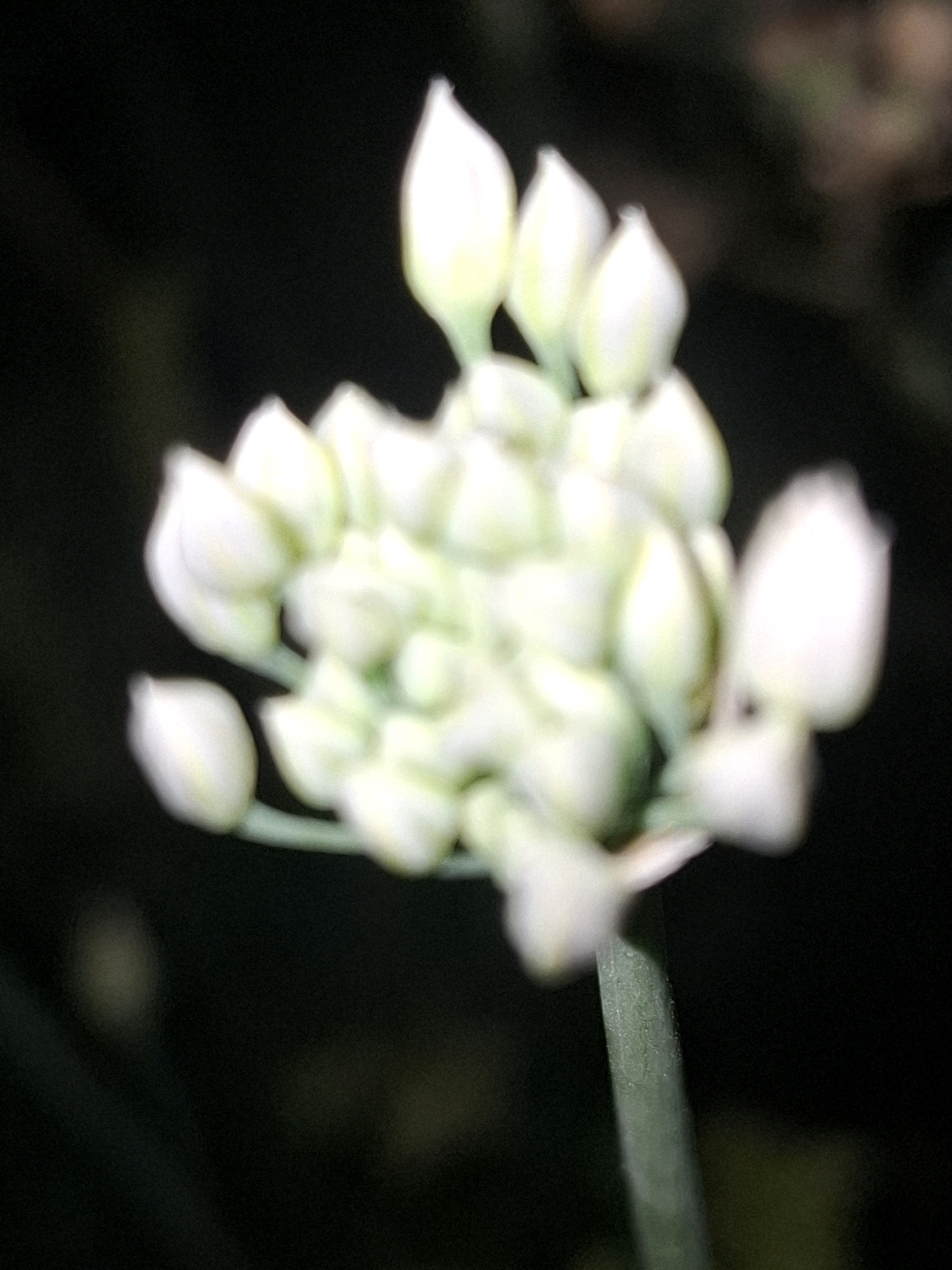 A close-up, blurry photograph shows a cluster of small, white, bud-like flowers on a green stem against a dark, out-of-focus background. The flowers are tightly packed together, forming a spherical or dome-like shape. The lighting is dim, and the image has a grainy texture. There is no identifiable information within the image to suggest a specific location in Almaty, Kazakhstan, or any details about people, actions, or interactions.