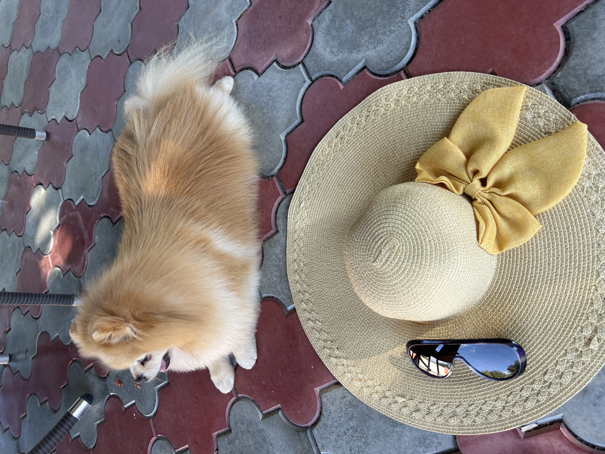 A fluffy, tan Pomeranian dog lies on a red and gray interlocking paver patio. In the foreground, a wide-brimmed straw hat adorned with a yellow bow and a pair of dark sunglasses rests on the patio. The dog is positioned in the upper portion of the image, looking to the left with its mouth slightly open. The patio flooring features a repeating clover-leaf pattern. The scene is outdoors, and shadows suggest it is daytime. The location is specified as Pysarivka, Ukraine.