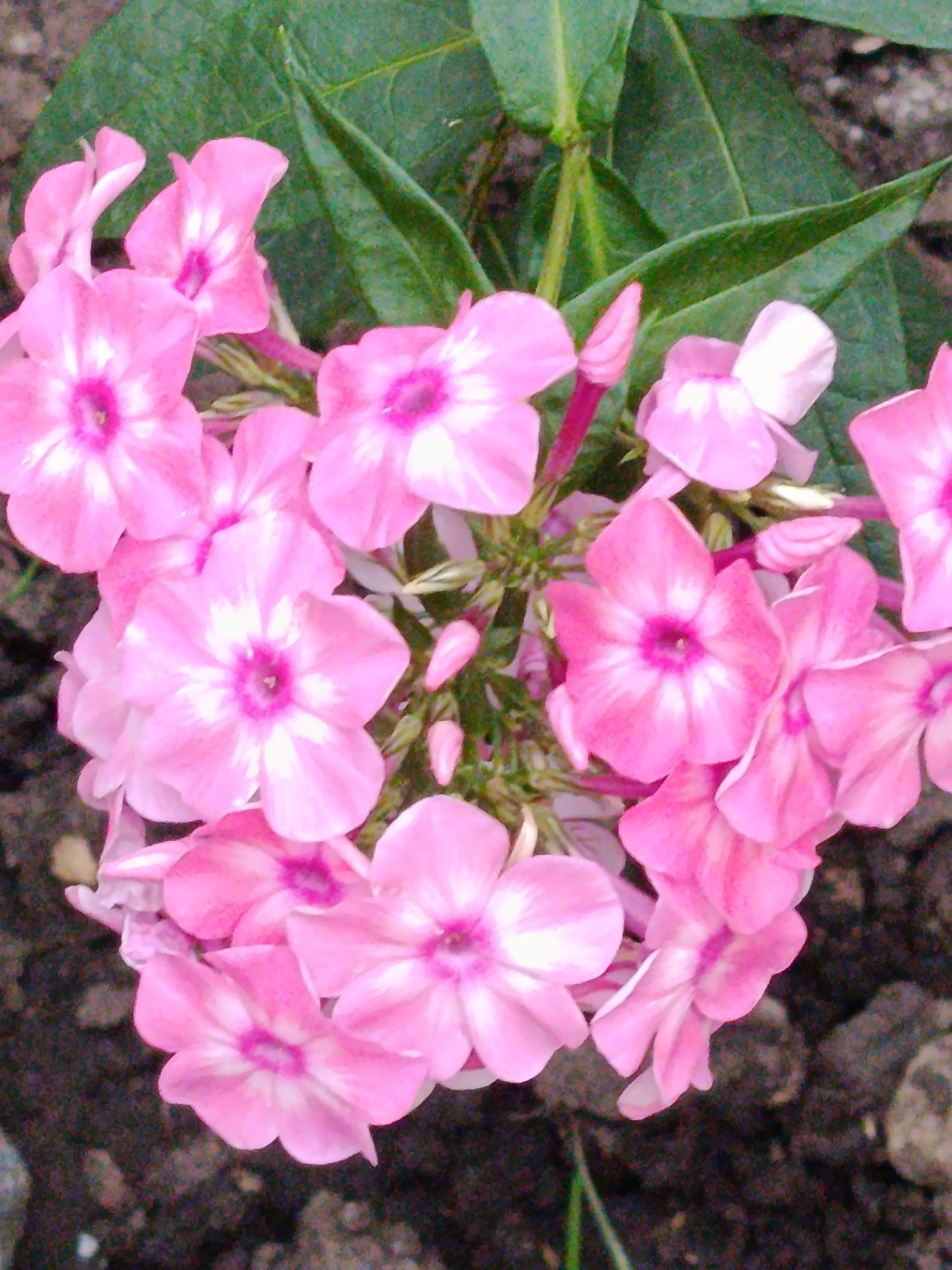 The image displays a close-up, vertical shot of a cluster of vibrant pink phlox flowers. The flowers are the primary subject, with numerous blooms and buds filling the frame. Each flower has five petals that are a bright pink with white centers, and a darker pink, almost fuchsia, in the very middle. Some of the petals are slightly curled or ruffled, giving them a delicate appearance. Several green leaves are visible, providing a backdrop to the flowers, and their texture suggests they are part of the same plant. The background consists of dark, granular soil with a few small stones and pebbles scattered throughout. A thin blade of green grass is visible in the lower right portion of the image, adding a touch of detail to the ground. The lighting appears to be natural, suggesting an outdoor setting during daylight hours, likely under overcast or diffused sunlight given the lack of harsh shadows. The overall impression is one of a garden or natural outdoor space, possibly in Saratov, Russia, given the location context. There is no visible text in the image.