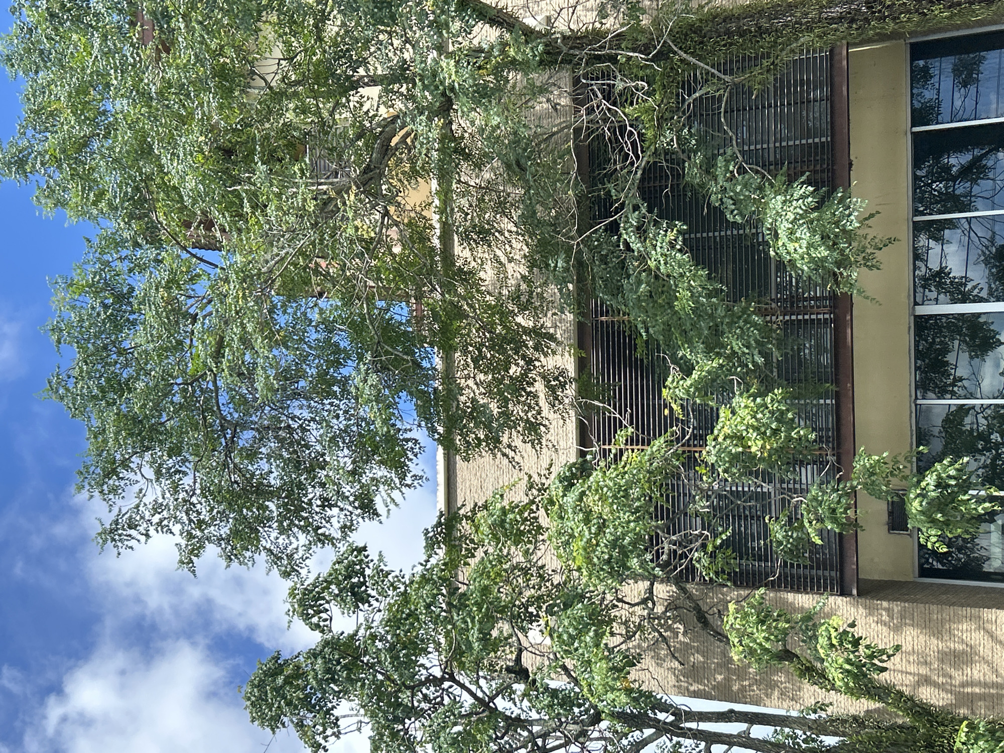 The image shows a close-up view of trees with lush green foliage in front of a building with a light brown brick facade. The building has several floors, with horizontal slatted windows on the upper floors and large glass windows on the lower floors reflecting the sky and trees. The sky is blue with scattered white clouds. The scene is outdoors and appears to be in an urban or semi-urban environment. This image does not contain enough information to determine the specific location within Wichit, Thailand.