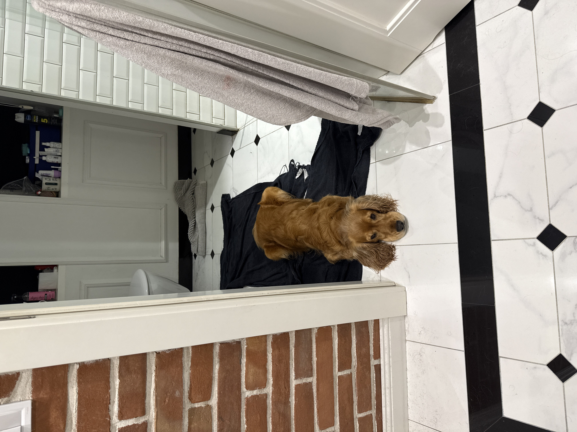 A golden-brown dog is lying on a black towel in a bathroom. The dog is facing forward with its head resting on the towel. The bathroom has white tiled walls and a black and white checkered floor. A toilet is visible in the background. A towel is hanging on the right side of the image.