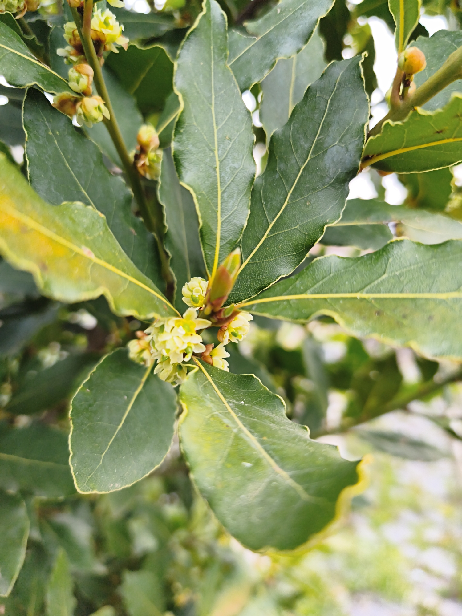The image depicts a close-up view of a bay laurel (Laurus nobilis) branch with leaves and small, yellowish-white flowers. The leaves are elongated and lance-shaped, with slightly wavy edges and prominent veins. Some leaves exhibit yellowing along the edges. The flowers are clustered around the stem, and some unopened buds are visible. The location is unknown.