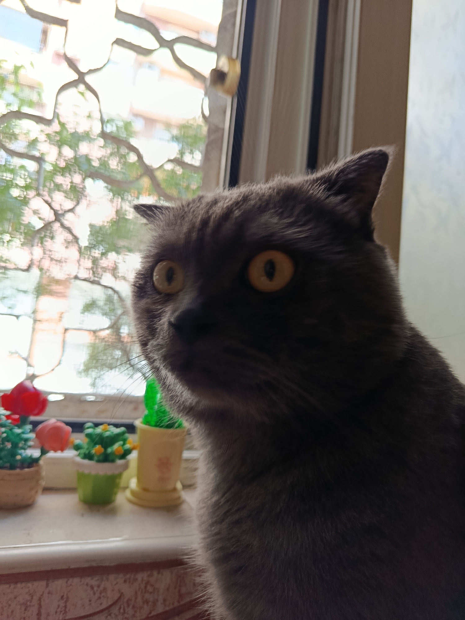 A close-up shot shows the face of a dark grey cat with large, round, yellow eyes, looking slightly to the left. The cat's fur is soft and appears to be short to medium length. In the background, behind the cat, is a window with a decorative grill. Through the window, blurred green trees and buildings are visible, suggesting an outdoor environment. On the windowsill in front of the cat are several small, colorful potted plants that appear to be artificial, with bright red and green elements. The lighting suggests it is daytime, possibly morning or afternoon, with natural light coming from the window. The scene is set indoors, likely in a domestic environment. There is no indication of the specific location within Baku, Azerbaijan, beyond the fact that it is an urban setting.