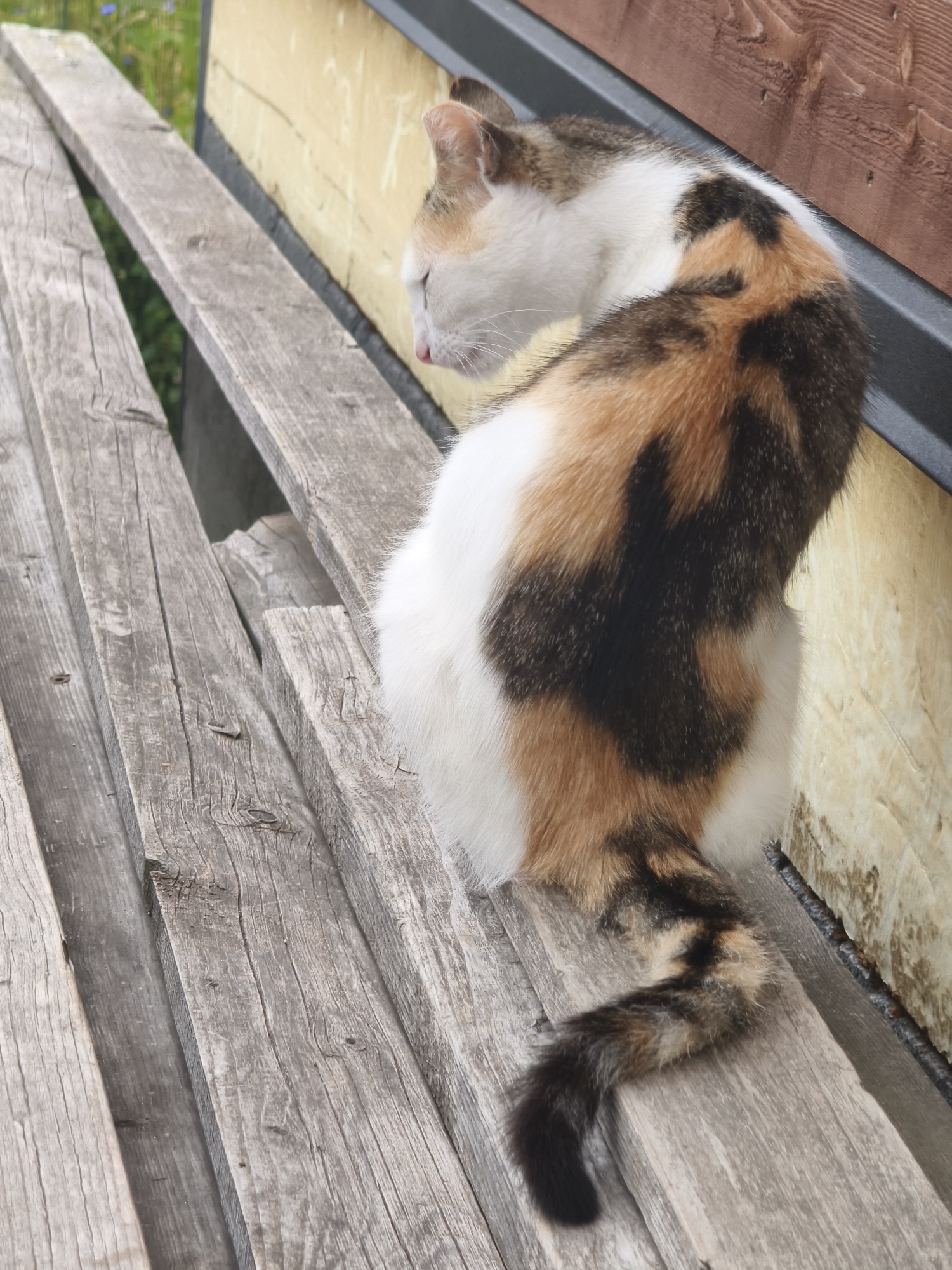 A calico cat with white, orange, and black fur is sitting on a wooden plank surface. The cat is facing away from the camera, with its head turned to the side, and its eyes are closed. Its body is curved, and its tail is curled around. The wooden planks appear weathered and aged. In the background, there is a yellow structure with a wooden trim. The environment suggests an outdoor setting, possibly in Kyviškės, Lithuania, given the context.