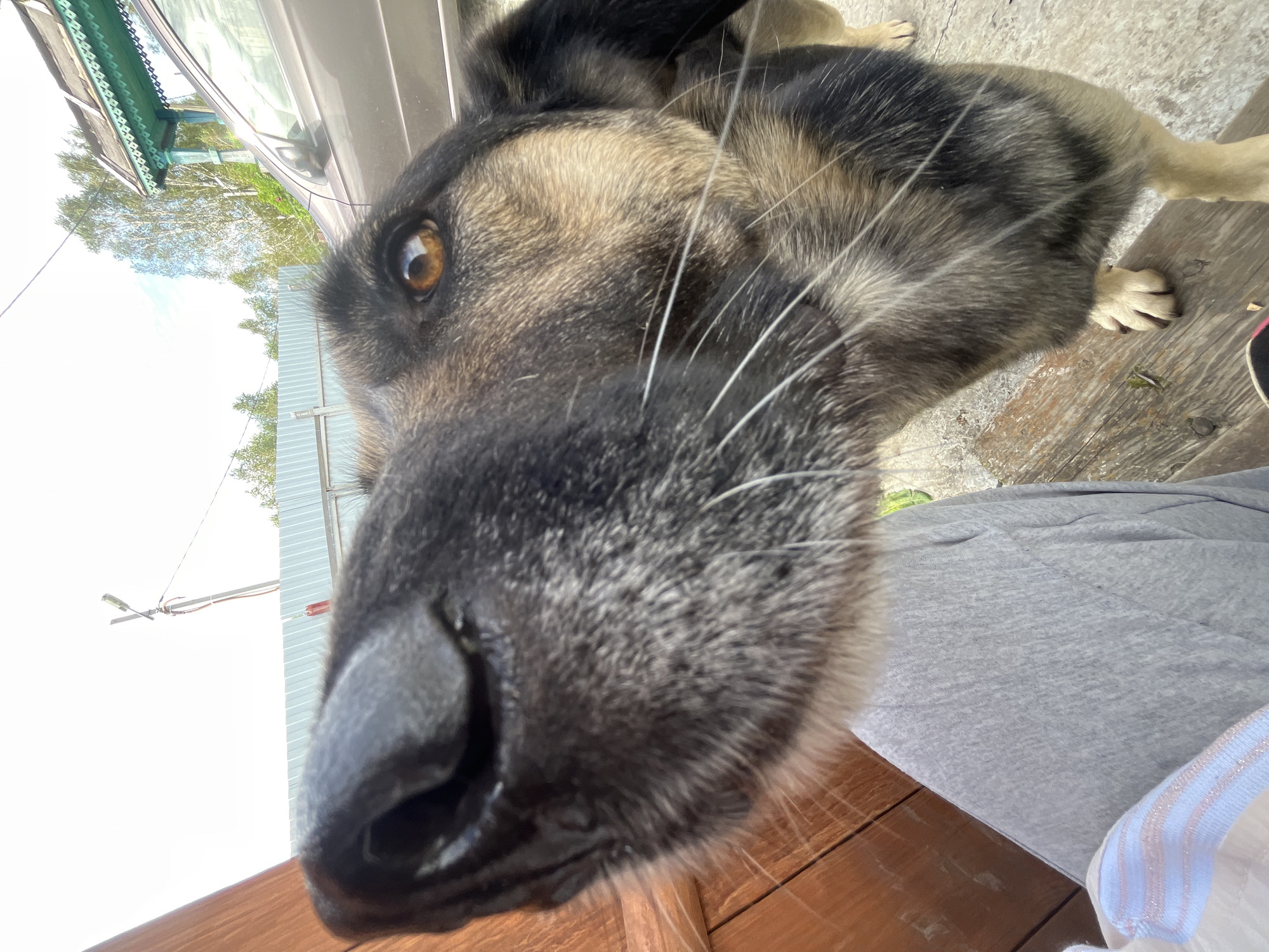 This is a close-up, low-angle, outdoor shot of a dog's face. The dog, with brown and black fur, is looking towards the camera. Its nose is prominent in the foreground, with long white whiskers. In the background, a light-colored car is parked near a traditional wooden structure with a green, ornate roof. A grey metal fence runs horizontally behind the dog. The ground appears to be a mix of concrete and wooden planks. The sky is bright and overcast. The image was taken at a dacha in Nizhny Tagil, Russia.