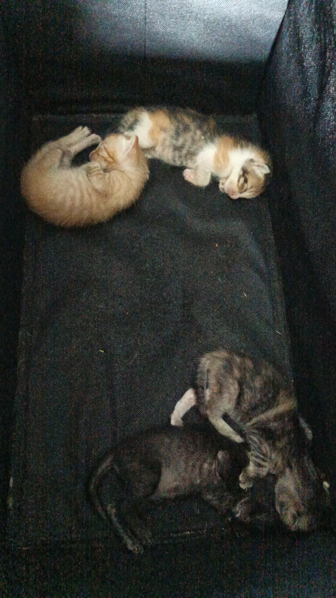 The image shows four kittens sleeping on a dark, textured surface, likely a couch or bed. Two of the kittens are in the foreground, with one appearing darker and the other a tabby. Two more kittens are visible in the background. One is a ginger color and curled up, while the other is a calico. The overall lighting is dim, suggesting it might be indoors in low light conditions. There are no humans or other animals present in the image. The scene appears to be a still moment of the kittens resting. The location of this image in Tigaraksa, Indonesia is not ascertainable from the visual information provided.