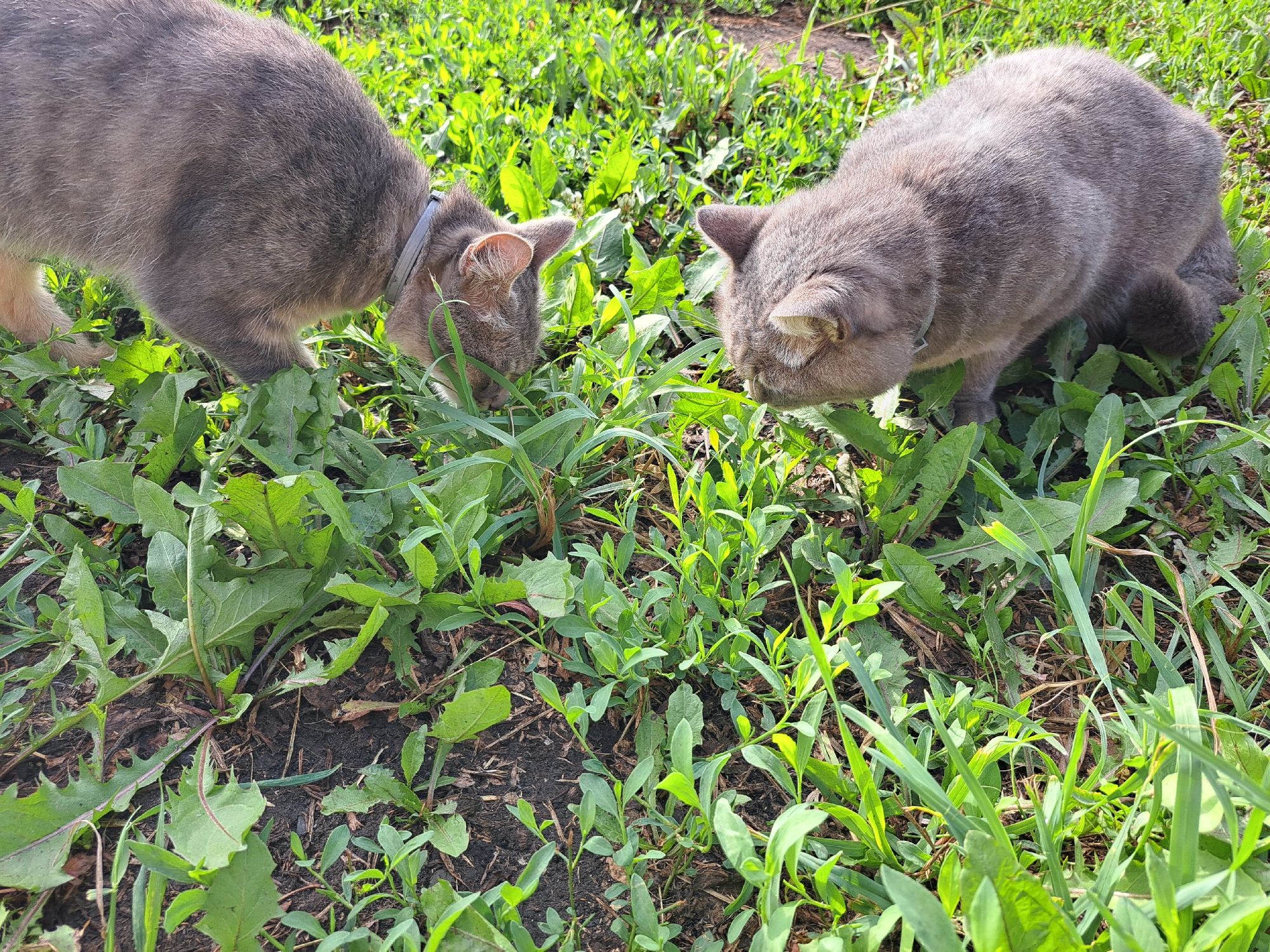 Two grey cats are sniffing at a patch of green grass and weeds on the ground. The cat on the left is wearing a light grey collar. The ground is a mix of dark soil and leafy green plants. The scene appears to be outdoors in a grassy area, possibly a yard or park, in the city of Chernetsk, Russia.