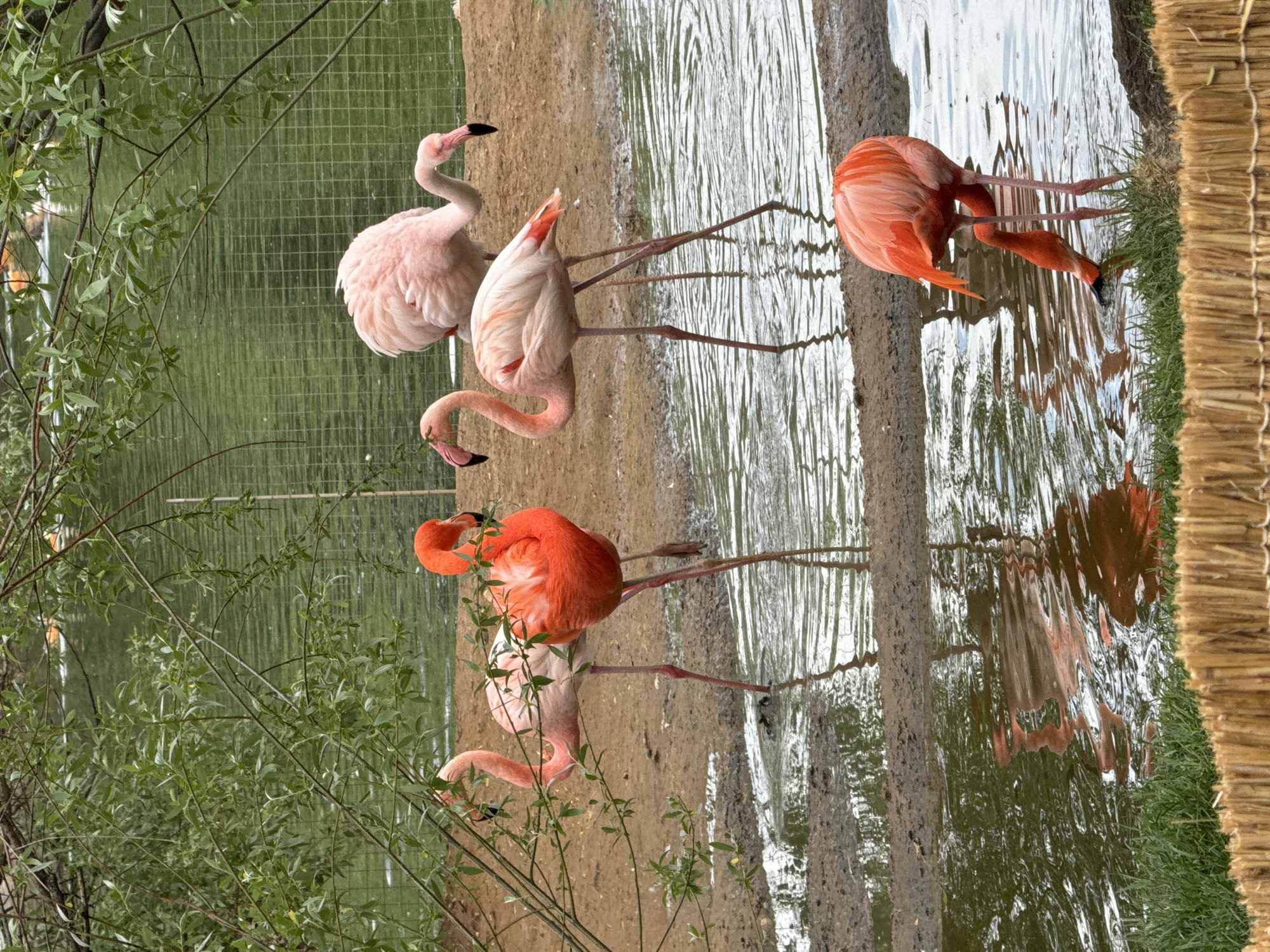 The image shows a group of flamingos standing near a body of water, likely within an enclosure. The birds exhibit varying shades of pink and orange plumage. The environment consists of sandy banks, water with reflections, and vegetation including bushes and trees. A fence is visible in the background, suggesting a zoo or wildlife park setting. The location is the Moscow Zoo in Moscow, Russia.