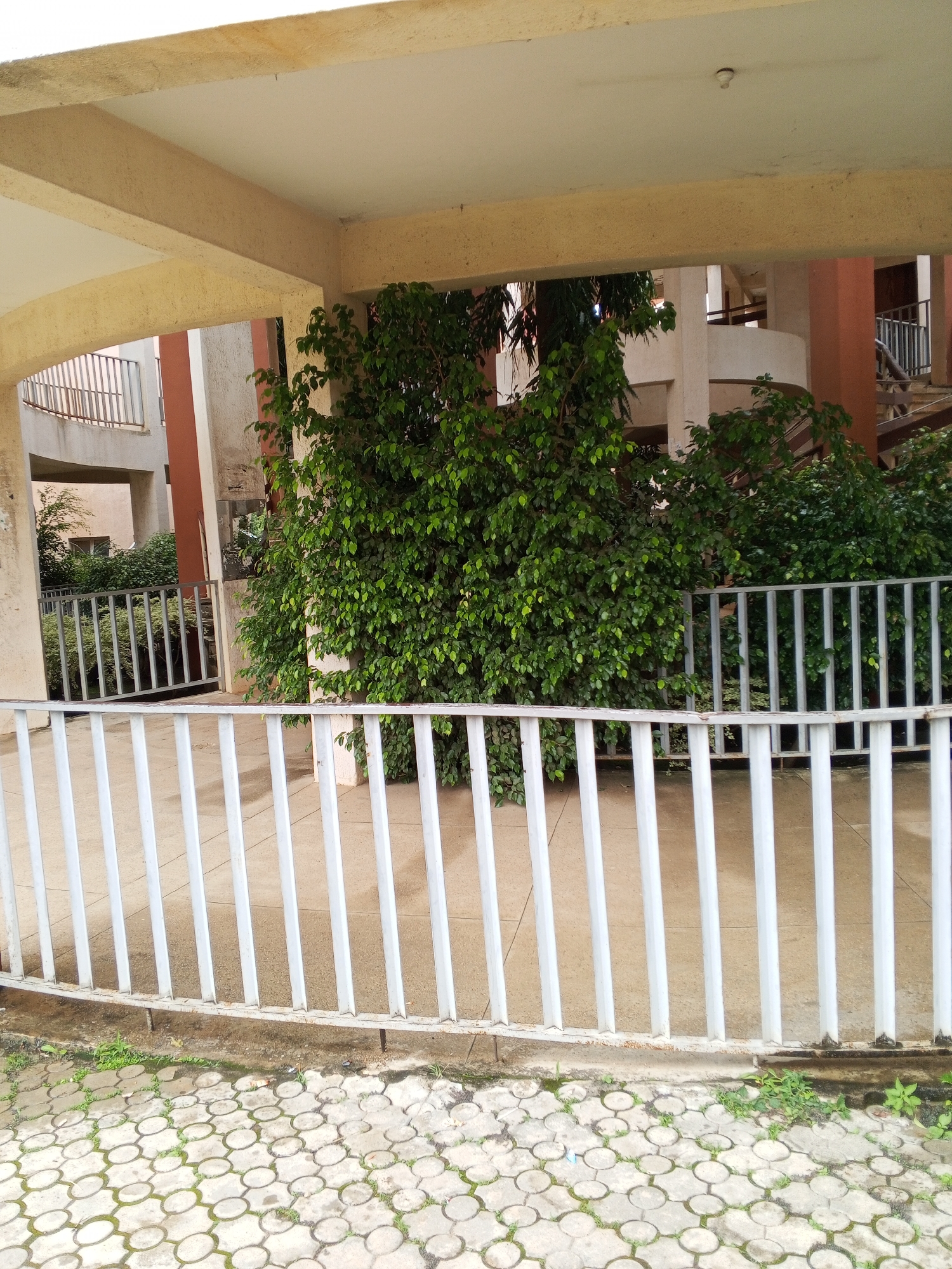 This is a medium-shot, eye-level, outdoor, vertical photograph of a building's exterior in Kabong, Nigeria. The foreground is dominated by a white metal railing with evenly spaced vertical bars, curving slightly from left to right. Beyond the railing, the ground is paved with interlocking hexagonal concrete tiles, interspersed with patches of green grass. A darker, wet patch of ground is visible directly behind the railing, suggesting recent rain or watering.
Behind the railing, a dense, green leafy tree stands prominently. Its branches fill a significant portion of the mid-ground. To the left of this tree, another section of white metal railing is visible, enclosing a planter with more greenery. Further back, the building's architecture is revealed. A concrete overhang, painted beige, extends from the top of the frame. Beneath this overhang, structural columns painted a muted orange are visible, supporting the structure. A spiral staircase, with beige concrete steps and dark railings, is partially visible in the background on the right. Another section of the building, with a balcony and railing, is visible on the far left. The overall impression is of a well-maintained outdoor area adjacent to a multi-story building. There are no people visible in the image.