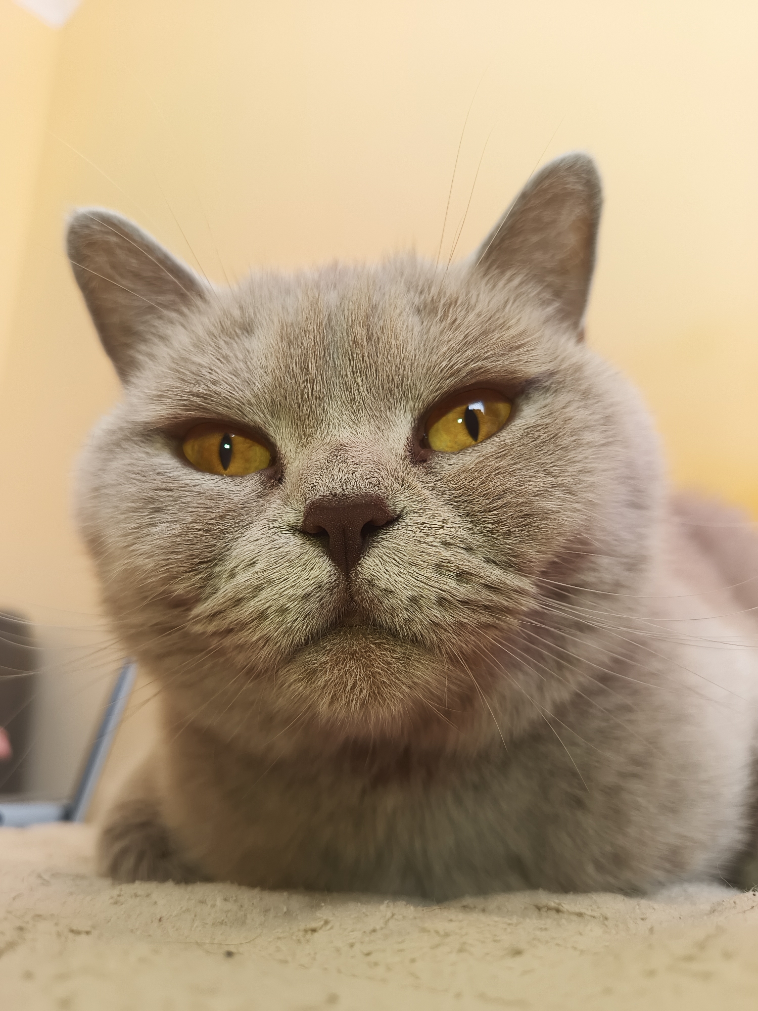 A close-up, eye-level, portrait shot features a light gray British Shorthair cat with bright yellow eyes. The cat is positioned in the center of the frame, looking directly at the camera with a neutral expression. Its fur is short and dense, and its muzzle is rounded. The background is a softly blurred, warm yellow, suggesting an indoor environment. There is no visible indication of the city of Ternopil, Ukraine, nor any specific environmental context that would place it there. The lighting is soft and appears to come from the front, illuminating the cat's face. The focus is sharp on the cat's eyes and nose, with its body gradually blurring into the background. There are no people or other animals visible in the image.