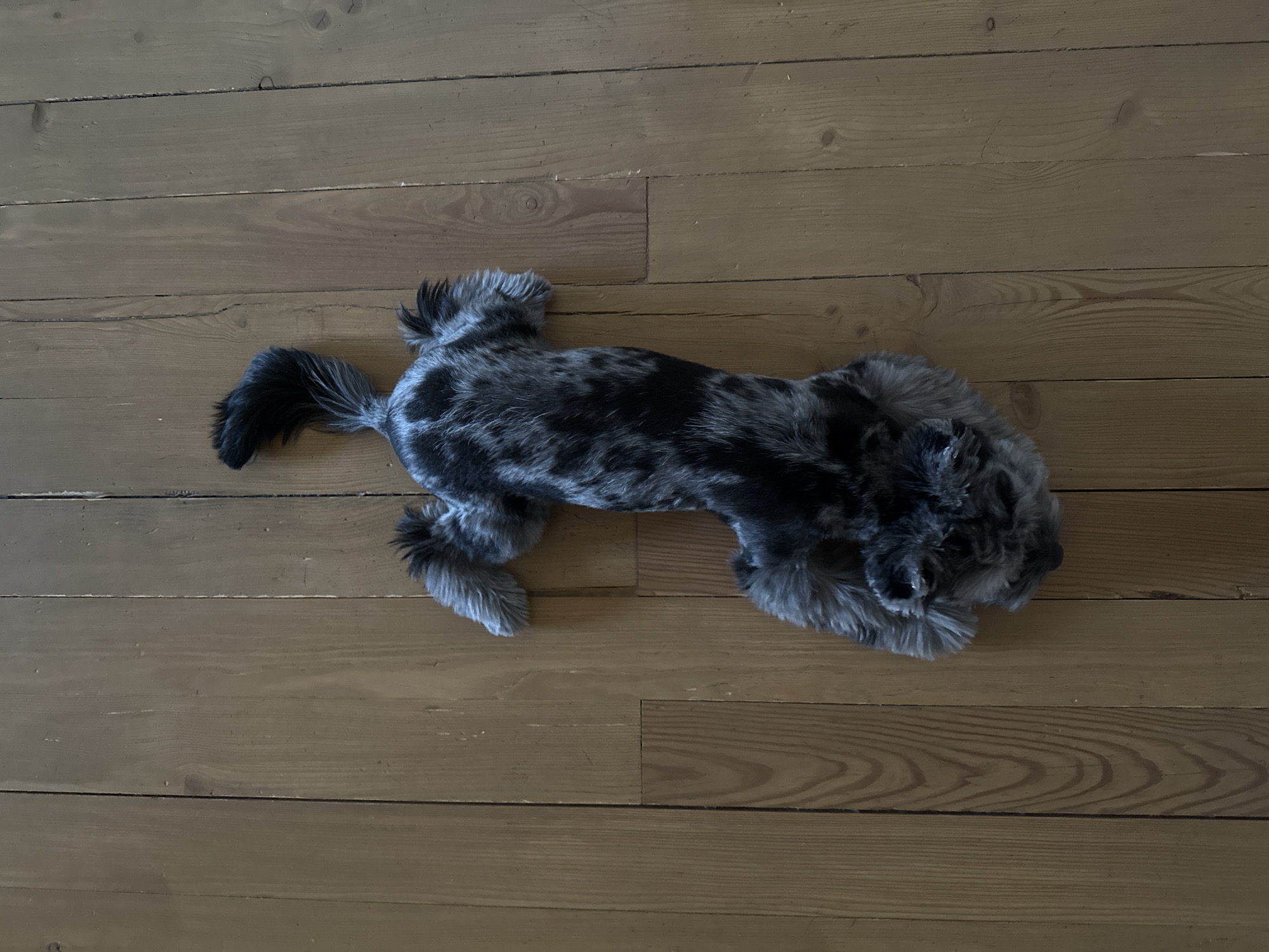 An overhead shot shows a dog lying on a wooden floor. The dog is mostly black and grey with speckles of white. It is lying on its stomach with its legs splayed out. The dog's tail is curved over its back. The floor is made of wooden planks that are stained a light brown color. There are some scratches and scuff marks on the floor. The image appears to be taken in an indoor setting. The image does not depict any recognizable landmarks or features that would allow for identification of a specific location within the city of Chaikovsky, Russia.