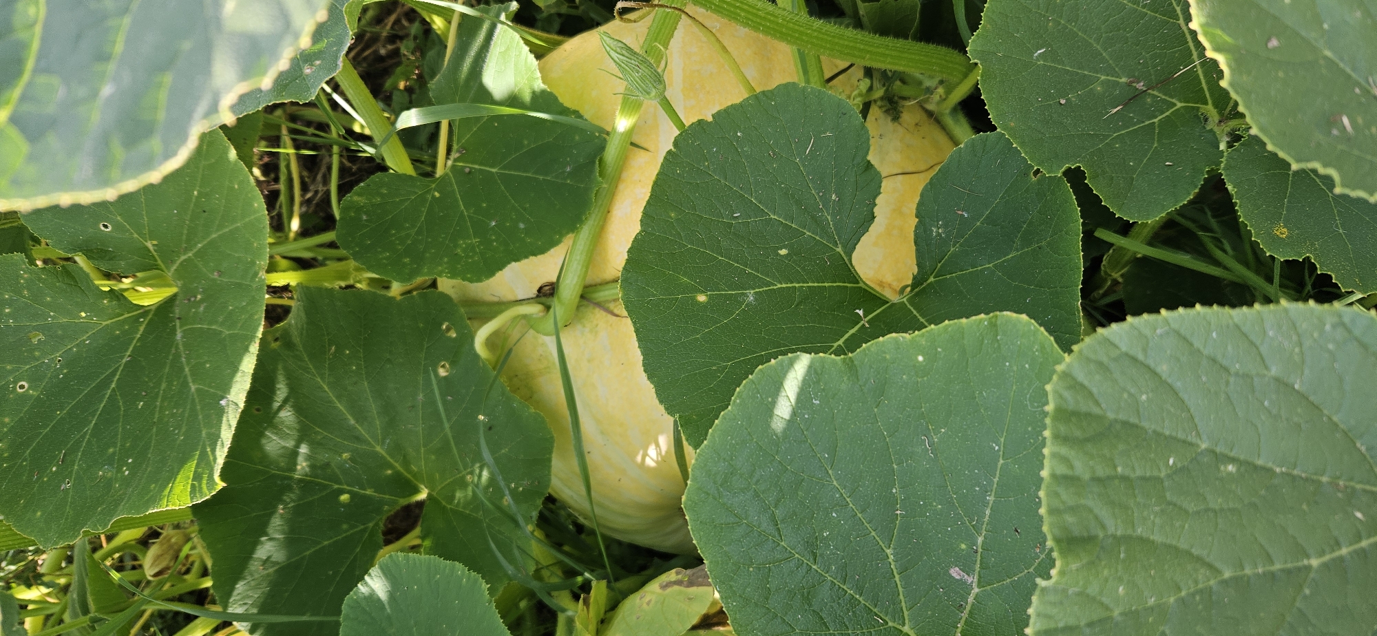 A pale yellow pumpkin is partially hidden among large green leaves in a garden. The pumpkin is round with a smooth surface and a thick, green stem extending from its top. Several large, heart-shaped green leaves with prominent veins surround the pumpkin, some with small holes or blemishes. The leaves are illuminated by sunlight, creating shadows and highlights. The background is a blur of green foliage and dark earth, suggesting a natural, outdoor setting. The image appears to have been taken from a close-up, slightly overhead perspective. The overall scene is one of natural growth and abundance in a rural environment.