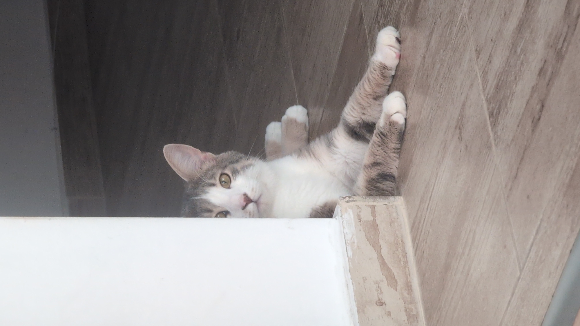A tabby and white cat is lying on its back on a wooden floor, looking up at the camera. The cat's paws are in the air, and its body is partially obscured by a white object in the foreground. The cat has green eyes and a pink nose. The background is dark and out of focus. The lighting suggests it is daytime, and the setting appears to be indoors.