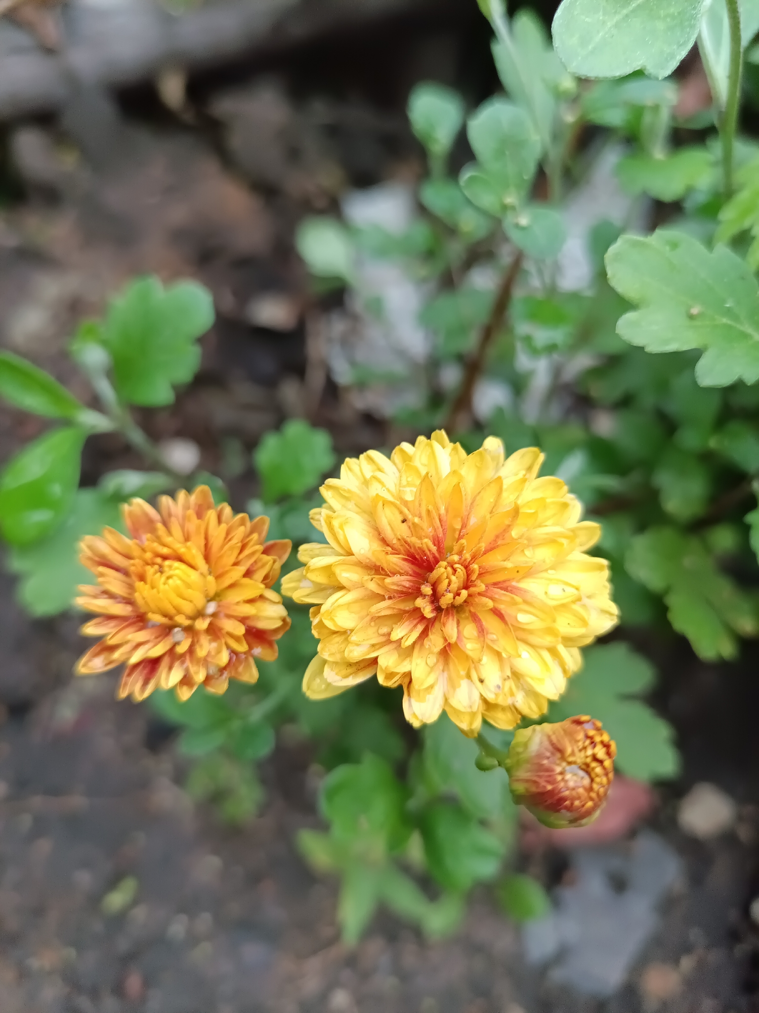 Two chrysanthemums, one fully bloomed and yellow with red accents at its center, and another, slightly smaller and more orange, are the primary subjects. A third, unopened bud with reddish-brown hues is visible to the lower right of the fully bloomed yellow flower. These flowers are set against a backdrop of green foliage and dark, possibly damp, soil. The image is an outdoor scene, likely a garden, and there are no people or animals present. The overall impression is one of natural beauty, possibly after rain, given the water droplets visible on some petals. The location in Petropavl, Kazakhstan, suggests a temperate climate suitable for these flowers.