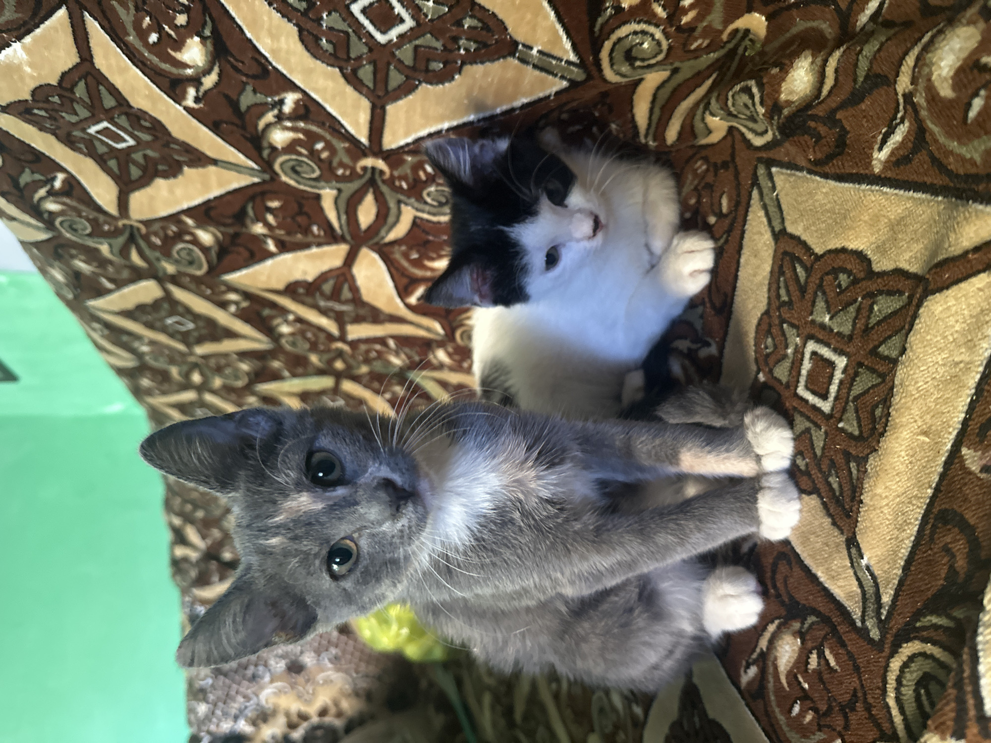 Two kittens are posing on a patterned sofa. A gray calico kitten is on the left, sitting upright with its front paws tucked under its chest. A black and white kitten is on the right, lying down with its head resting on its paws. The sofa is upholstered in a brown and tan fabric with an ornate, repeating pattern. The background is a blurry green wall.