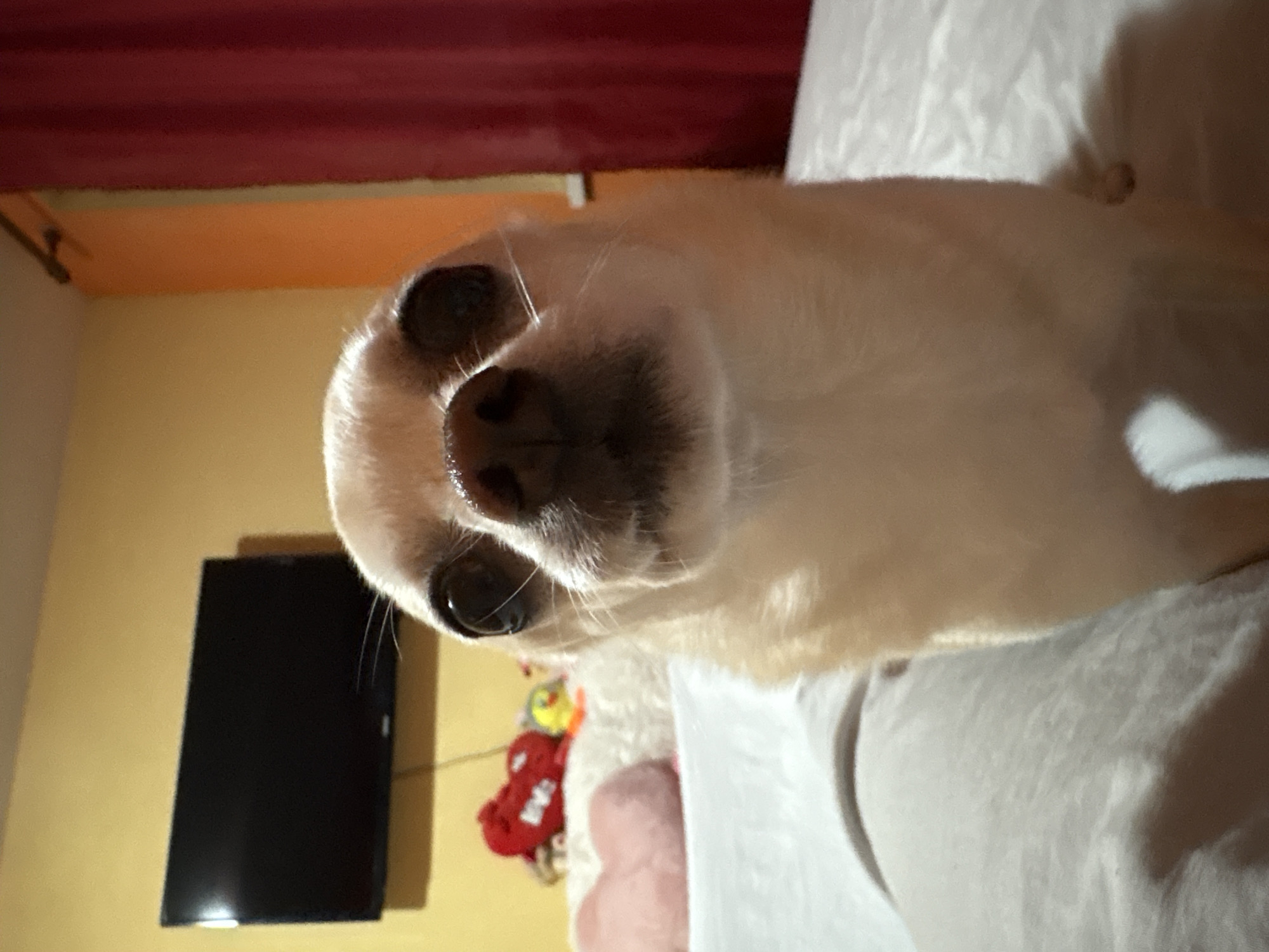 A close-up, head-on shot captures a light-colored chihuahua dog with large, dark eyes and a dark nose looking directly at the camera. The dog is positioned in the foreground, with its head filling much of the frame. The background consists of a wall painted in two tones: yellow on the left and orange on the right, with a dark television mounted on the yellow section. To the left of the dog, slightly out of focus, are several stuffed toys, including a red one that appears to be heart-shaped. The dog is situated on a white, possibly a bed or sofa, with a pink pillow visible behind it. A red curtain is present on the right side of the image. The setting appears to be an indoor domestic environment. There are no visible indications of the specific location within Vratsa, Bulgaria.