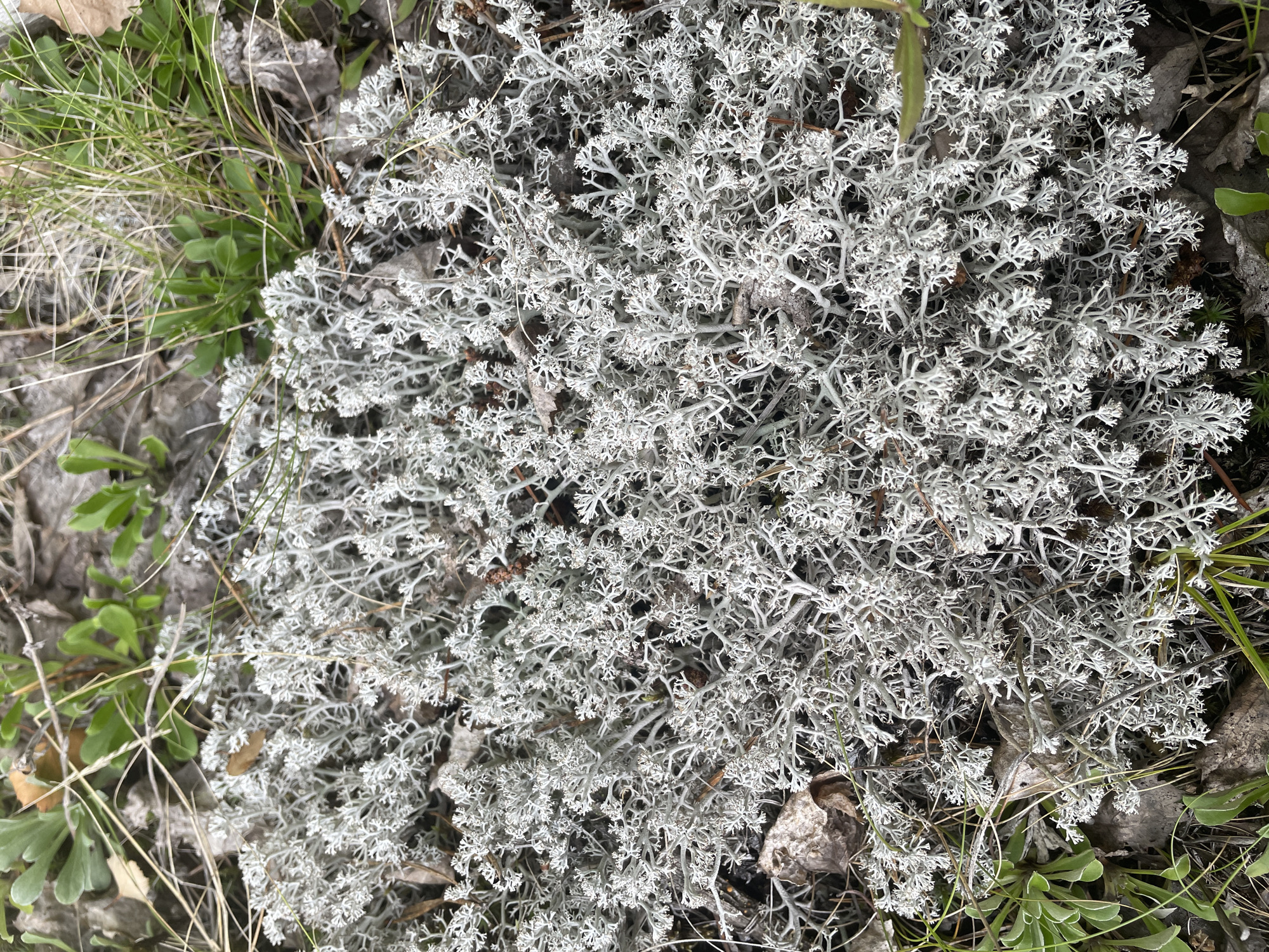 This is a close-up, eye-level shot of a patch of Reindeer Moss (Cladonia rangiferina) growing in the soil. The moss is a pale grey-white, with a complex, branching structure that creates a dense, bushy appearance. Scattered amongst the moss are dry, brown leaves, bits of grass, and small green plants. The background is out of focus, with hints of more greenery and dried vegetation. The scene suggests a natural, outdoor environment, possibly a forest floor or tundra landscape. The image was taken in Barsovo, Russia. There are no people or animals visible.