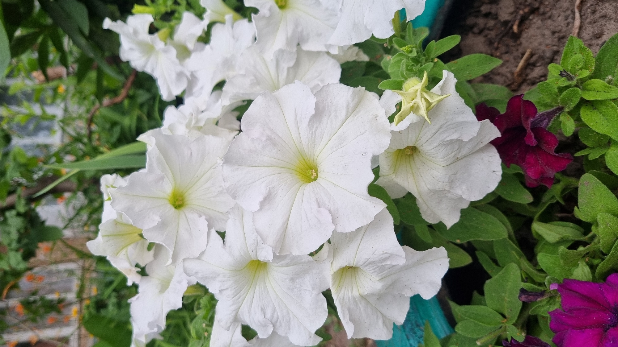 A close-up, slightly overhead shot captures a cluster of white petunias in full bloom, their delicate petals unfurling with a light yellow center. The flowers are arranged in the foreground, with some appearing slightly out of focus. Interspersed with the white blooms are hints of deep purple and dark red petunias, as well as green foliage. In the background, out-of-focus greenery and a glimpse of a wooden fence with orange and yellow flowers suggest an outdoor garden setting. The ground beneath the flowers is visible, appearing as dark soil. The scene evokes a sense of natural beauty and the vibrant life of a garden, likely located in the city of Smila, Ukraine, as indicated by the context. There are no people or specific actions depicted in this image.