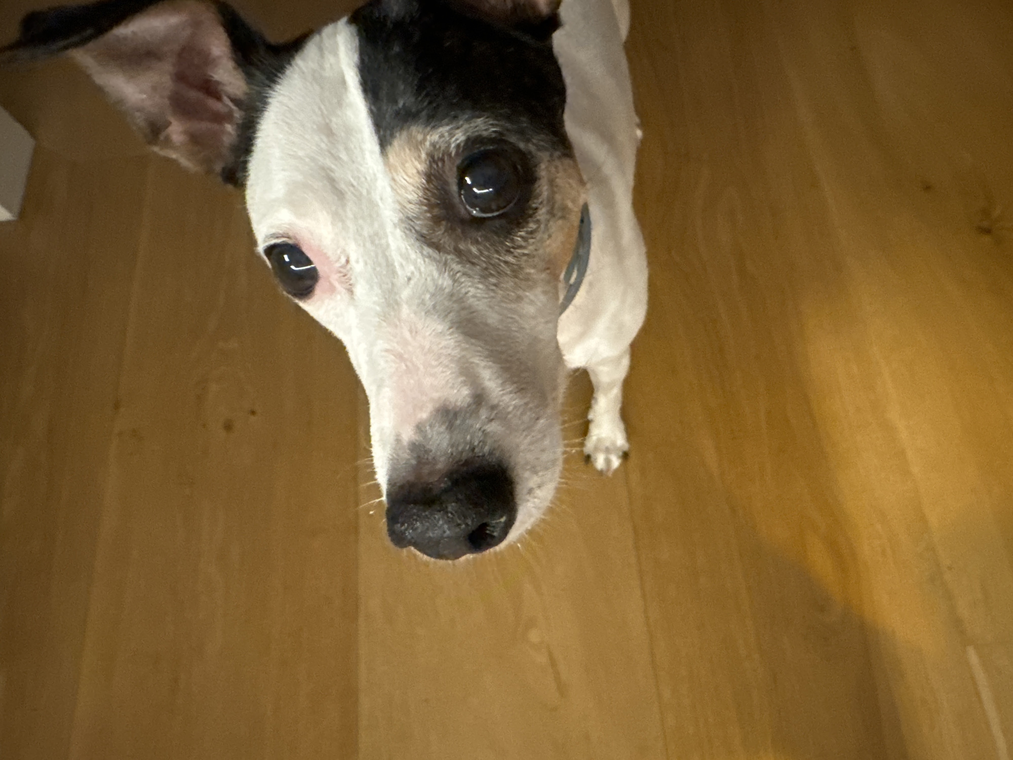 A close-up, high-angle shot shows the head and shoulders of a small dog with white, black, and tan markings, looking upwards towards the camera. The dog has large, dark eyes with a prominent reflection of light. One of its ears is floppy and black, while the other is pointed and partially visible. Its nose is black and wet. The dog is wearing a light blue collar. It appears to be resting on a white blanket or garment, the edges of which are visible in the lower part of the frame. The background is a wooden floor with a warm, honey-toned finish. There is a shadow cast on the floor to the left of the dog. The image does not provide any specific details about the city of Murcia, Spain.