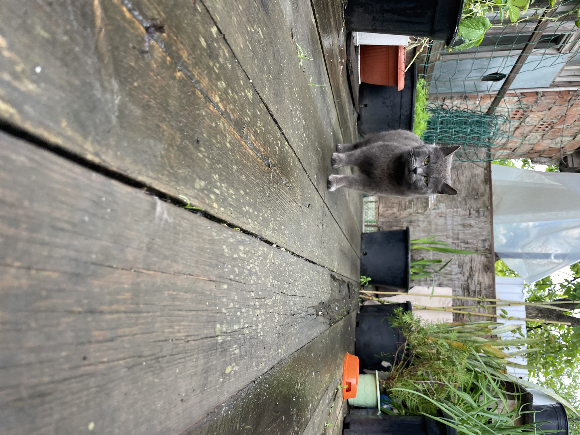 The photograph depicts a gray cat standing on a weathered wooden deck. The deck is constructed of parallel planks with visible gaps between them. Patches of moisture and possible organic growth are apparent on the wood surface. Black plastic plant pots are arranged along the edge of the deck, holding various green plants. A wire mesh fence is visible in the background, along with a brick structure and sections of white sheeting. The image is taken from a low angle, resulting in a distorted perspective.
The location in the city of Olginka, Russia, can not be determined.