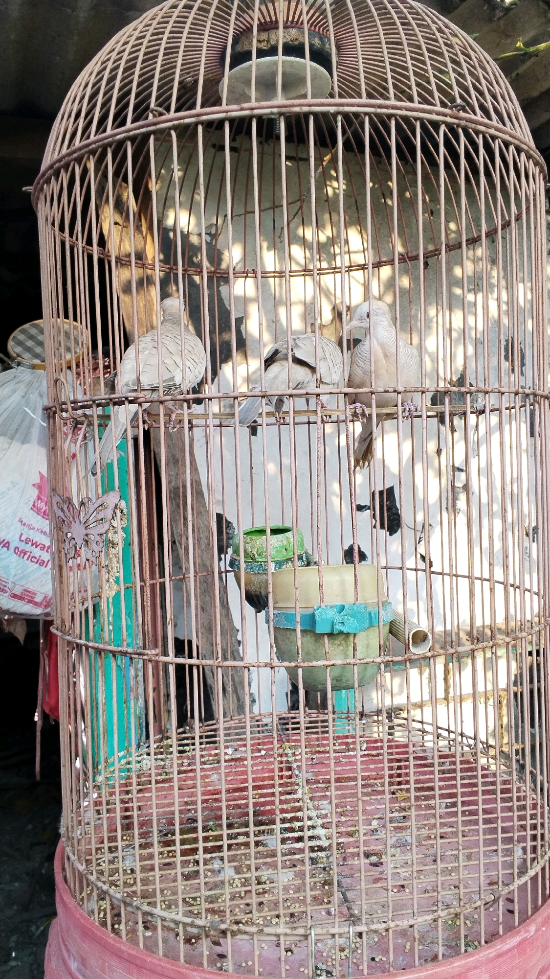 A static, medium-shot, eye-level photograph captures the interior of a birdcage in Penompo, Indonesia. The cage, made of weathered, reddish-brown metal bars, encloses several doves. Three doves are perched on a horizontal bar within the cage, facing different directions. The bird on the left is facing forward, the middle bird is facing left, and the bird on the right is facing forward with its head turned to the left. Another dove is partially visible behind the metal bars on the far right. The floor of the cage is littered with birdseed and droppings. To the left, a white plastic bag with red and blue lettering hangs from the cage. Below the doves, a green and yellow plastic food or water dispenser hangs from the cage bars. The background shows a white, mottled wall with shadows cast by the sunlight filtering through the cage bars. The overall scene is one of a domestic setting, likely a backyard or patio, given the outdoor lighting and materials.