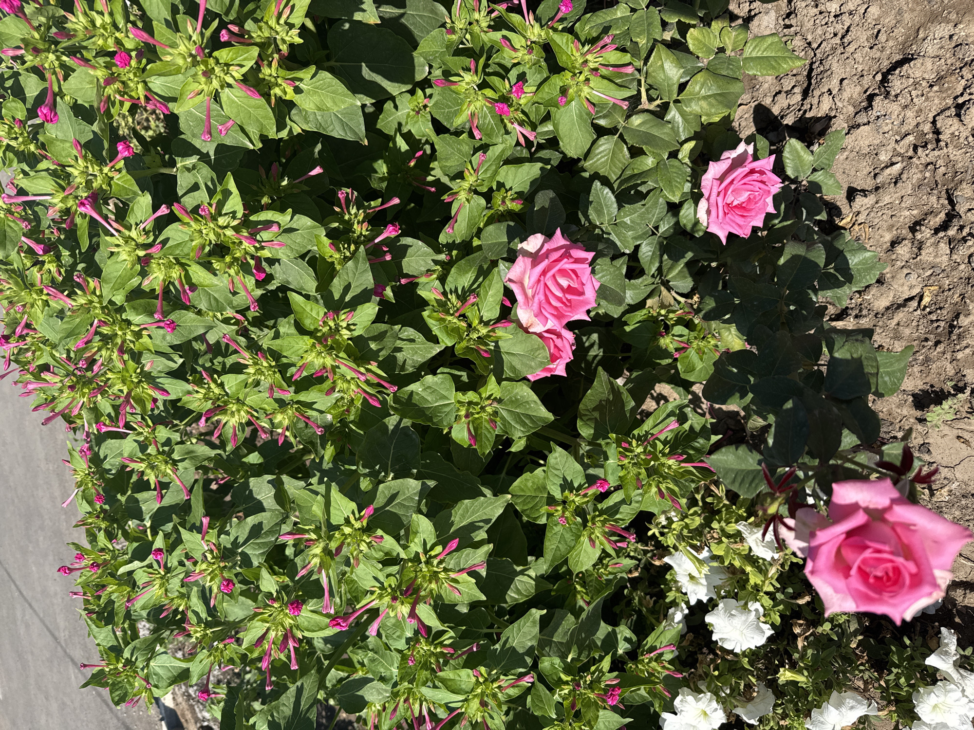This image is an overhead shot of a garden in Sasyk-Bulak, Kyrgyzstan, featuring a dense cluster of plants. The primary subjects are numerous long, tubular pink flower buds with green stems and leaves, interspersed with a few fully bloomed pink roses and some white petunia-like flowers. The ground is a dry, cracked soil, and a grey paved surface, likely a sidewalk or road, is visible at the top of the frame. The lighting suggests it is daytime, with strong shadows indicating direct sunlight. There are no people or animals present in the image.
