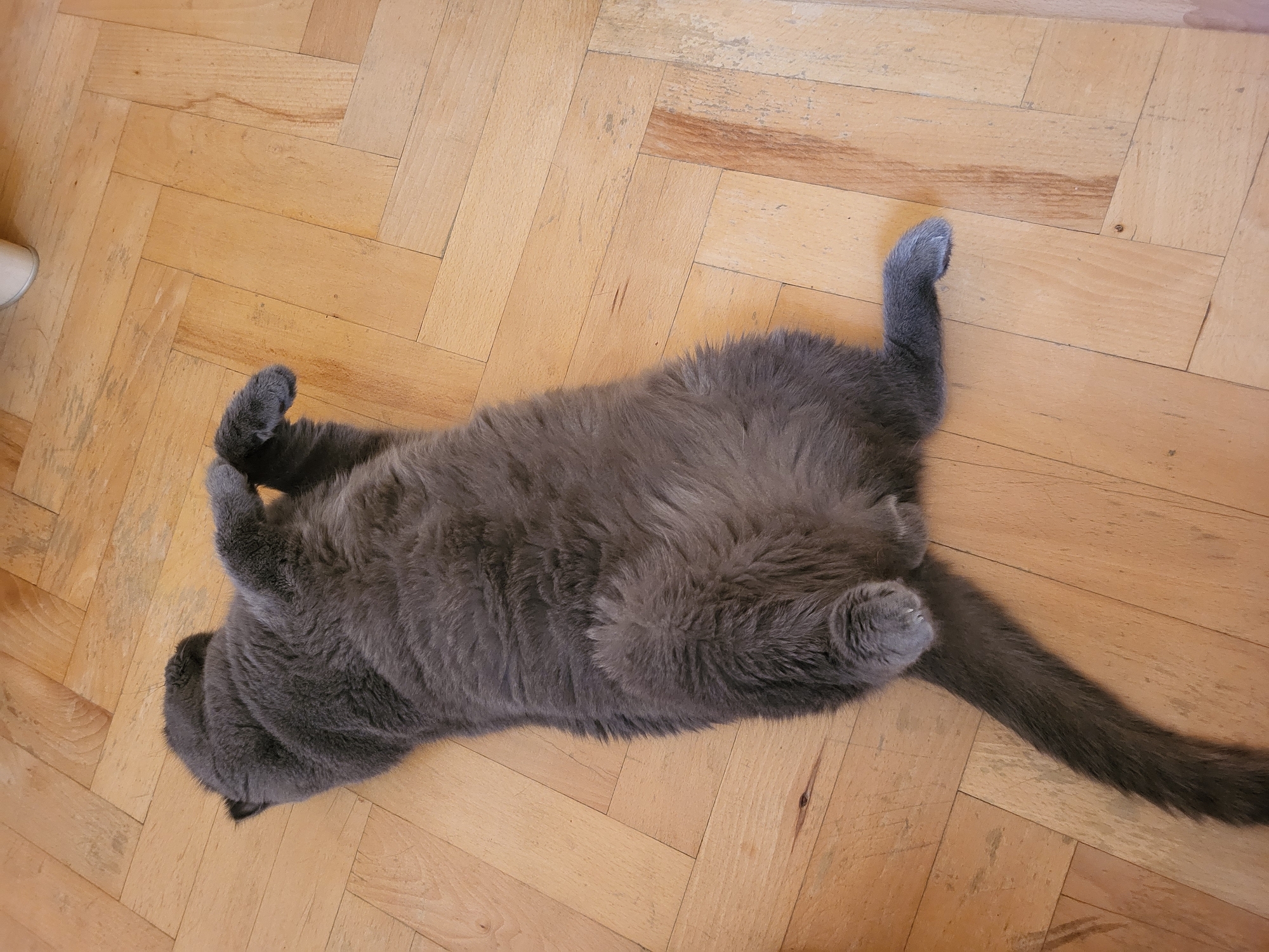 The image shows a fluffy gray cat lying on its back on a wooden floor. The cat is positioned diagonally across the frame, with its head towards the bottom left and its tail extending towards the bottom right. Its paws are curled up, and its belly is exposed. The wooden floor has a herringbone pattern, and the planks are a light to medium brown color. There are some scuffs and marks on the floor, indicating wear and tear. A small, white object, possibly a shoe or part of a piece of furniture, is partially visible in the top left corner of the image. The lighting suggests it is daytime, possibly indoors. The cat appears relaxed and comfortable in its position. There is no visible text in the image.