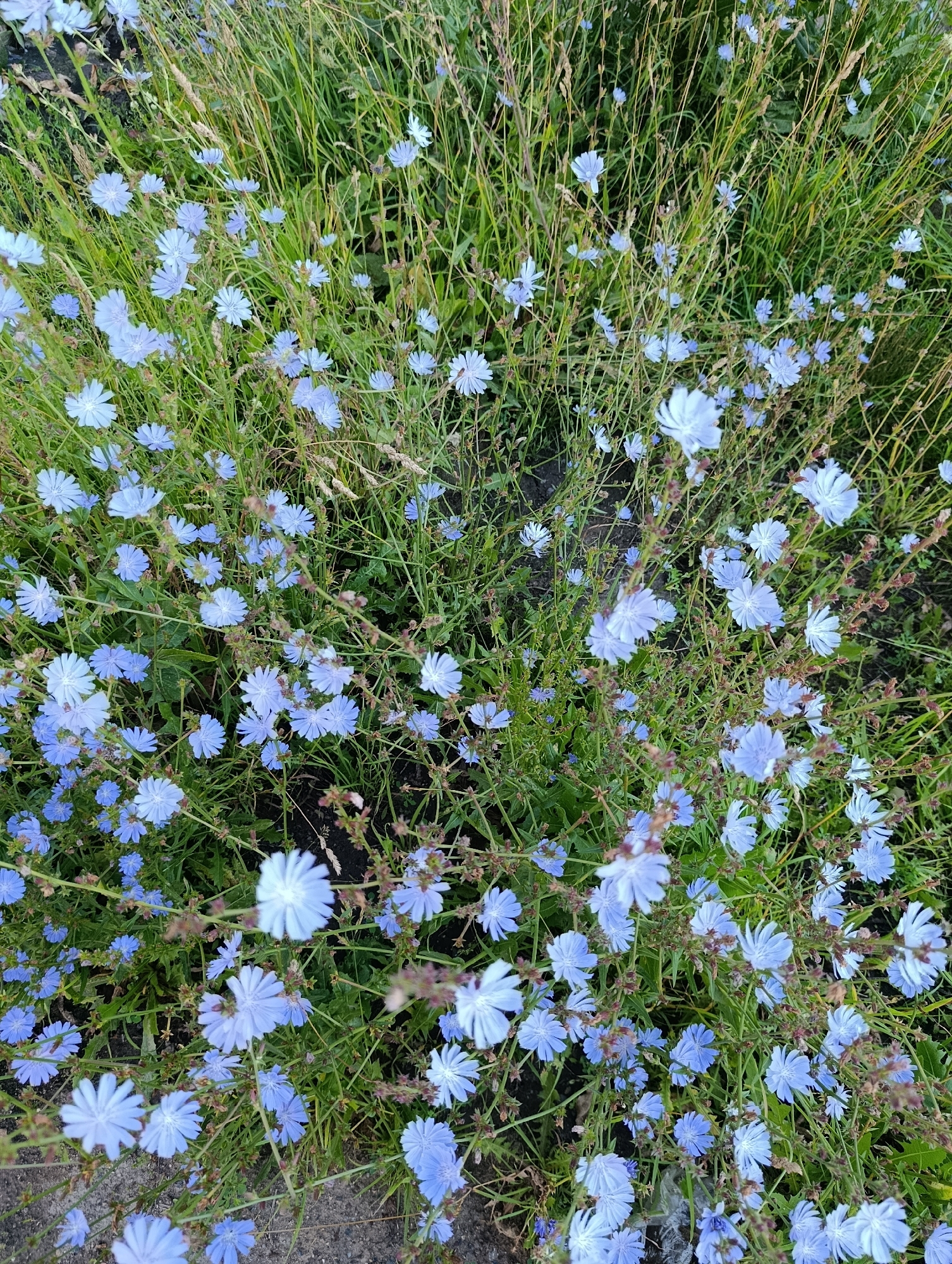 The image displays a close-up, overhead view of a patch of wild chicory (Cichorium intybus) flowers blooming in a grassy area. The flowers are delicate and light blue with a star-like shape, characterized by their numerous thin petals. They are interspersed with tall, green grass and some dried stalks, suggesting a natural, uncultivated setting. The overall impression is one of a wild meadow or roadside verge. The scene does not show any people, specific buildings, or recognizable landmarks that would allow for precise localization to a specific area within the city of Chaikovsky, Russia. The lighting appears natural, possibly indicating daytime.
