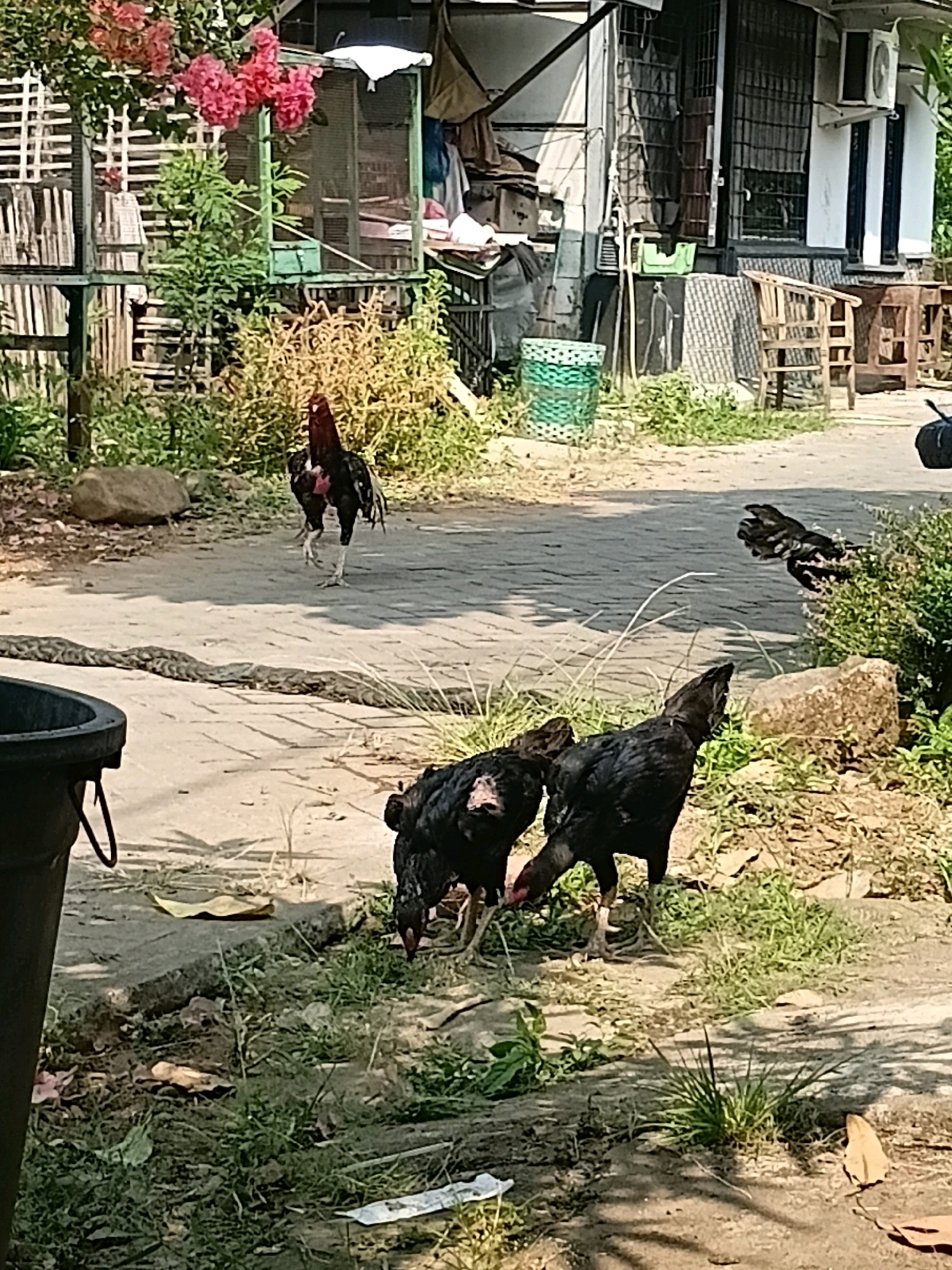 In Cikal, Indonesia, a domestic scene unfolds on a paved pathway. Three black chickens forage in the foreground, two with their heads down searching for food, while a third stands alert. Further back, a rooster with dark plumage and red wattles walks across the pathway. In the background, a building with windows and an air conditioning unit is visible, with a green mesh enclosure on a porch. Lush vegetation, including flowering bushes and trees, surrounds the area, with scattered rocks and a large black bucket in the lower left corner. The overall impression is one of rural domesticity bathed in sunlight.