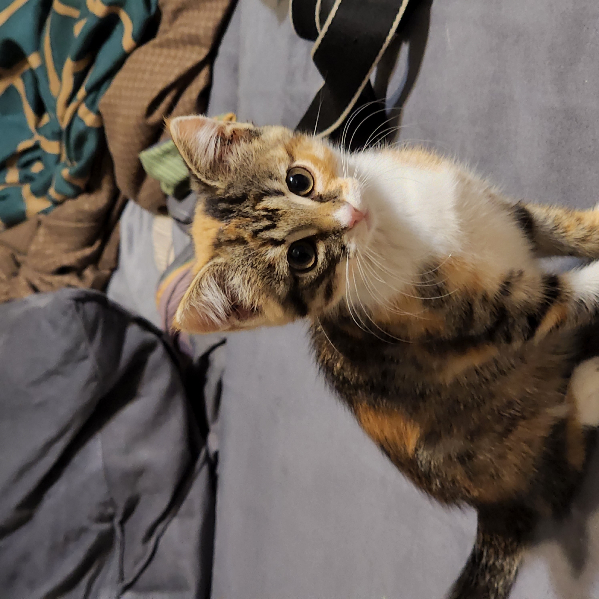A calico kitten sits on a grey surface, possibly a bed or couch. The kitten is facing the camera with its body turned slightly to the left. It has white fur on its chest and paws, and tabby markings in shades of brown, black, and orange on its back and head. Its eyes are large and golden. In the background, there are rumpled blankets in shades of grey, brown, and green with a patterned design. The lighting suggests an indoor setting. The image does not contain any information about the location in Moscow, Russia.