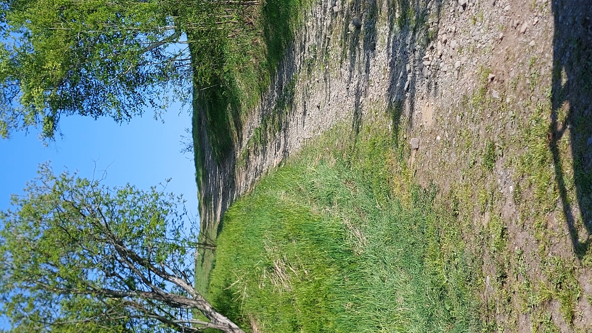 The image shows a dirt road winding uphill through a grassy area with trees. The sky is clear and blue. The road is covered with gravel and small stones. The grass on the left side of the road is lush and green, with some dry, straw-like grass mixed in. On the right side of the road, there are more trees and denser vegetation. The lighting suggests it is daytime, with shadows cast by the trees onto the road and ground. There are no people or animals visible in the image. The scene appears to be in a rural or natural setting, possibly on the outskirts of a city or town. Without additional information, the specific location in the city of Зелёный, Russia cannot be determined from the image alone.