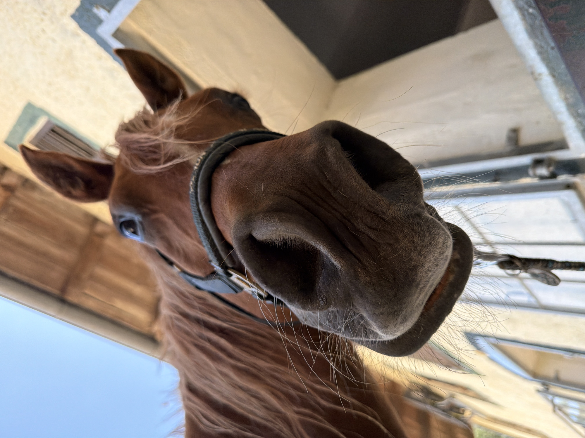 A close-up, low-angle shot focuses on the muzzle and head of a brown horse. The horse is wearing a black halter with metal accents. Its nostrils are flared, and long white whiskers extend from its face. The horse's mane is a lighter shade of brown and appears somewhat windswept. In the background, a light-colored building with a wooden overhang is visible. The sky above is a clear blue. The image appears to be taken outdoors, possibly in a stable or a farmyard. There are no people visible in the image. The location in the city of Anzing, Germany is not evident from the visual information provided in the image.