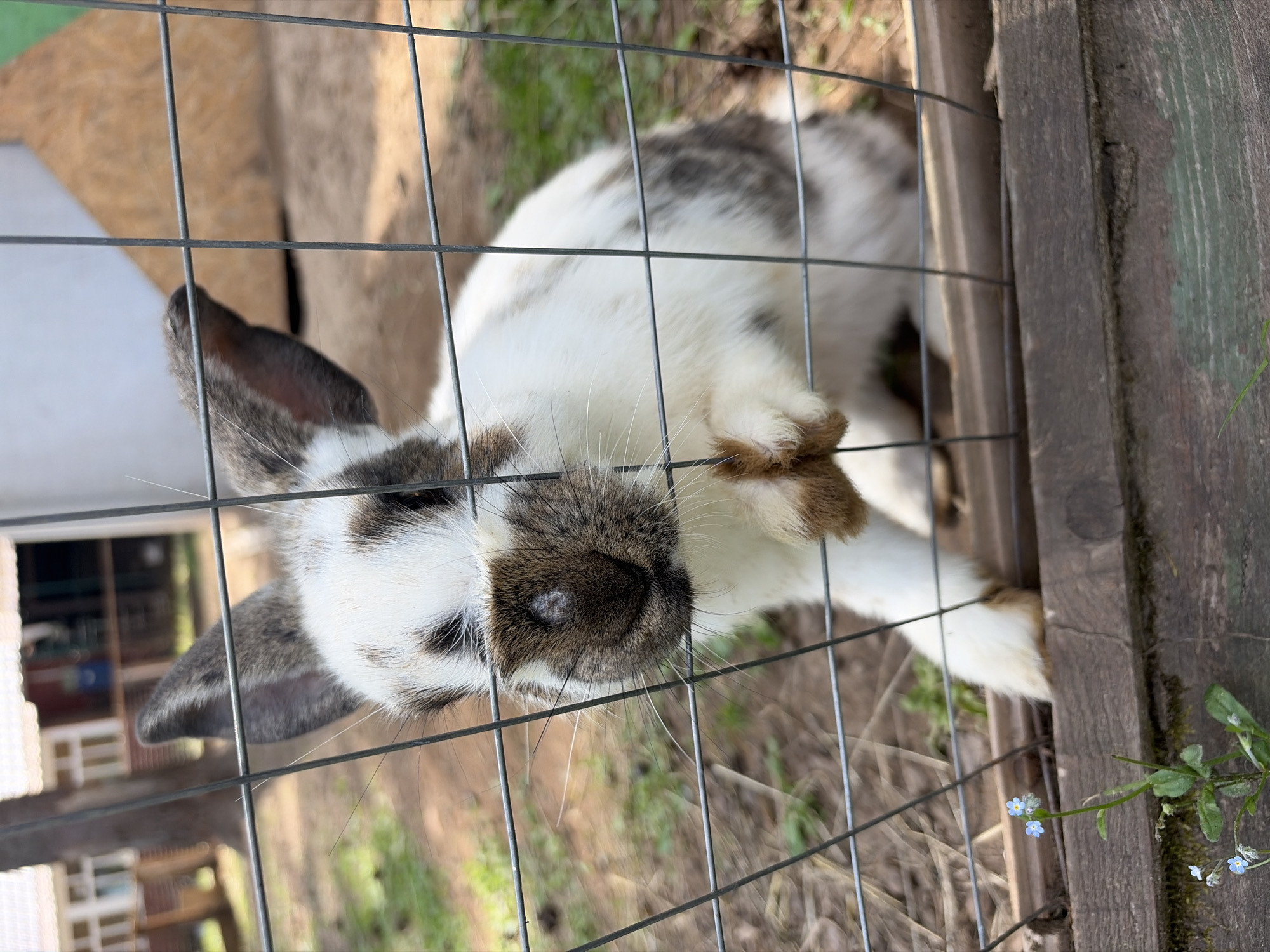 A rabbit with white and brown fur is peering through a wire fence. The rabbit has large, erect ears and is leaning forward, with one paw raised slightly. Its nose is dark brown and appears somewhat rough. In the background, there are some wooden structures, green grass, and trees, suggesting an outdoor, possibly rural or farm-like setting. In the foreground, a small plant with blue flowers is growing near the wooden base of the fence. The image does not contain any information about the city of Chaykovsky, Russia.