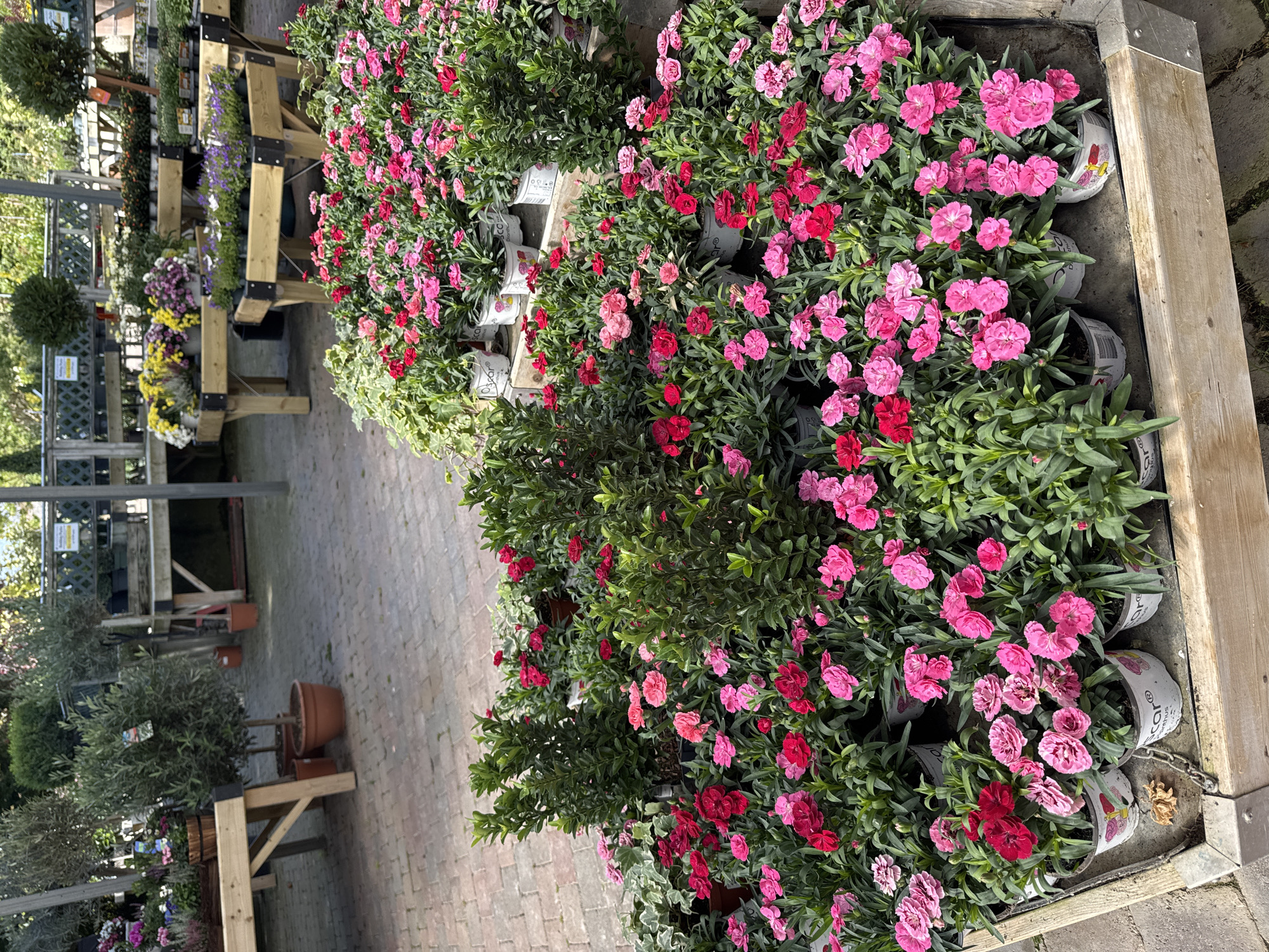 The image shows a close-up view of a plant nursery in Clonmel, Ireland. In the foreground, several pots of pink and red carnations are displayed in wooden crates. The carnations are in full bloom and have dense green foliage. Behind the carnations, there are rows of small green bushes and some ivy plants. Further in the background, there are more plants, including some flowering plants in various colors, such as yellow, purple, and pink. There are also trees and some shelving units. The ground is paved with bricks. The scene appears to be outdoors, possibly in a garden center or a market. There are no people visible in the image. The lighting suggests it is daytime.