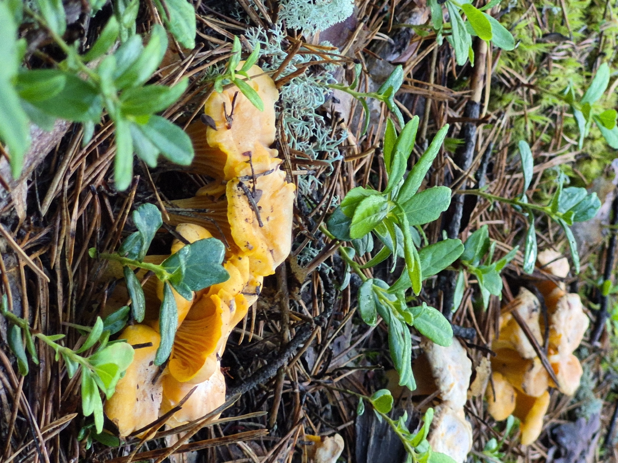 This is a close-up, eye-level, outdoor, full shot photograph of a cluster of golden chanterelle mushrooms growing on the forest floor in Hargla, Estonia. The mushrooms are bright yellow-orange and have distinctive wavy caps and visible gills. They are nestled amongst a bed of fallen pine needles and moss, with several small green plants with round leaves growing around them. In the background, more pine needles and some pale green and blue lichen are visible. The lighting suggests it is daytime, with soft, diffused light. There are no people or animals in the image.