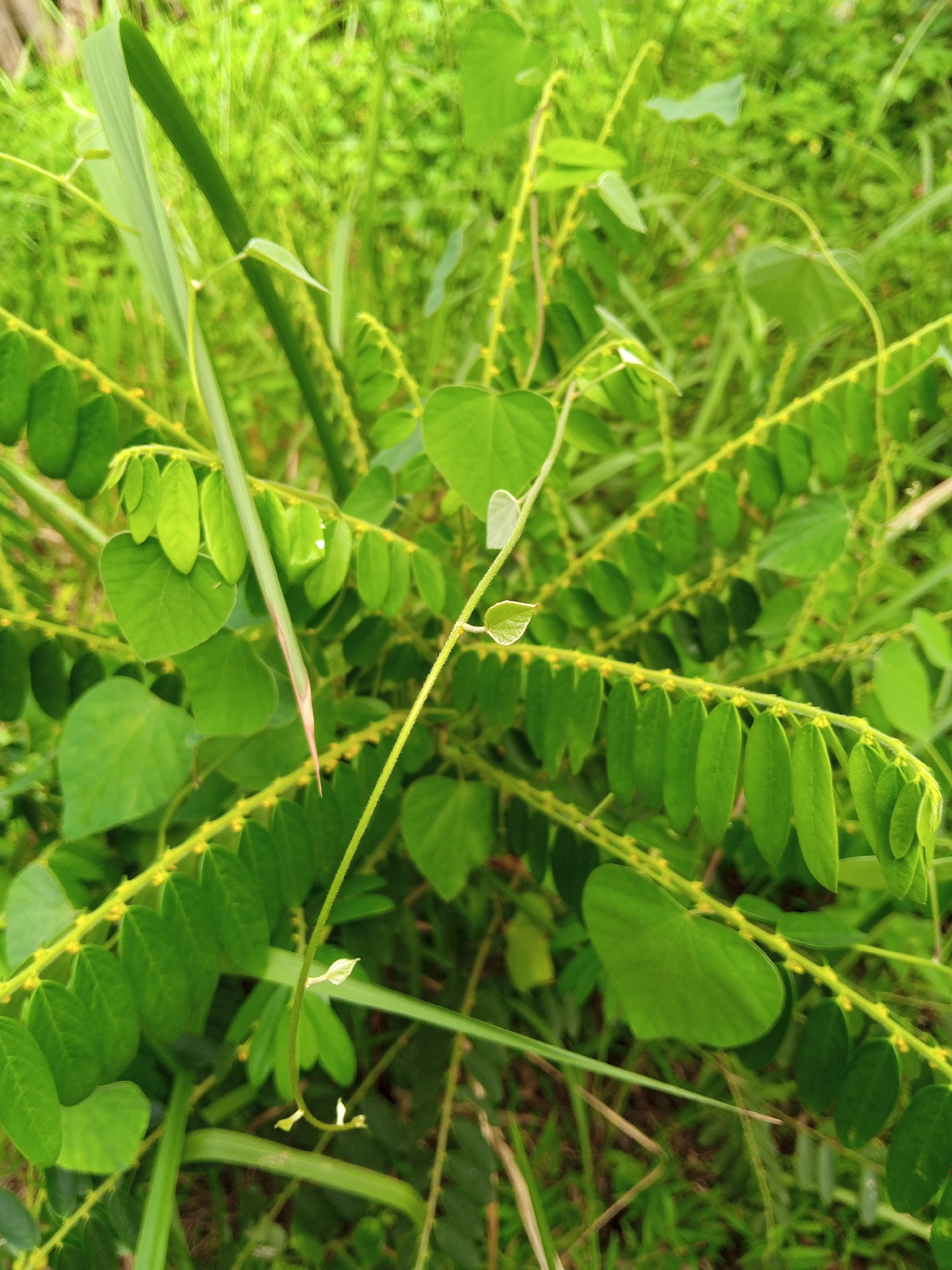 The image shows a patch of lush green vegetation, possibly in a wild or unkempt area. The plants are various shades of green, with some having rounder leaves and others with more elongated, oval leaves arranged along a stem. There are also thin, vine-like tendrils extending from some of the plants. The background is filled with more greenery, making it difficult to discern specific features of the surrounding environment. The location, Payadua, Indonesia, is indicated, but no specific landmarks or urban features are visible in the frame. There are no people visible in the image.