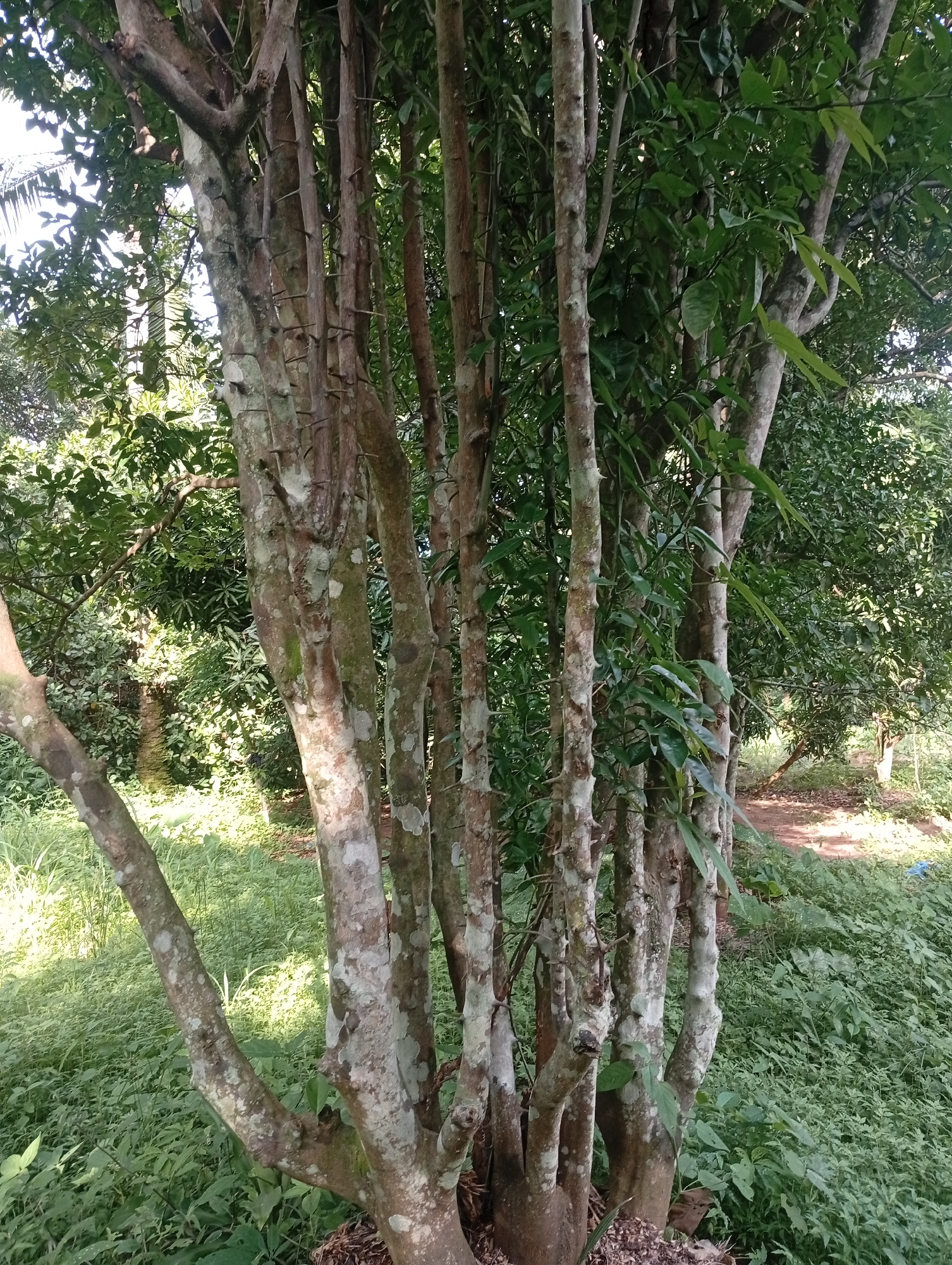The image depicts a cluster of trees with thick, textured bark, some of which are covered in patches of light-colored lichen. The trees have multiple slender trunks that branch out, with lush green foliage emerging from their upper sections. The ground surrounding the trees is covered in dense, vibrant green grass and smaller plants. In the background, more trees and greenery are visible, suggesting a natural, outdoor setting. The lighting indicates it is daytime, with sunlight casting dappled shadows on the ground and highlighting the textures of the tree bark. The scene appears to be a tranquil, rural environment, possibly a garden or a wooded area. There is no visible text in the image, and no people or specific objects are featured prominently, the focus being on the natural landscape and the texture of the trees. The overall impression is one of natural growth and a peaceful, sunlit day in Adda, Nigeria.