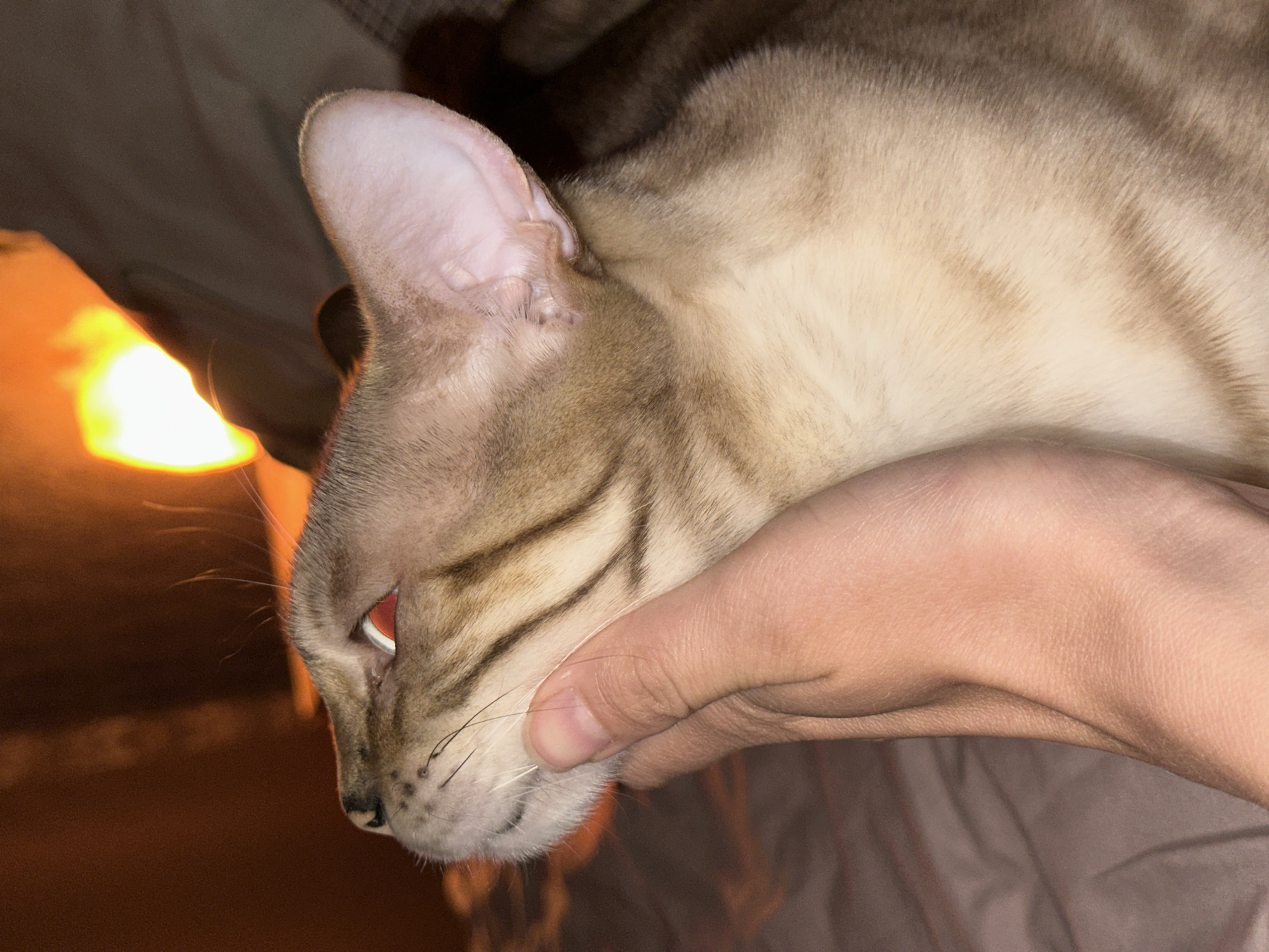 A close-up, side-view, medium shot shows a person's hand holding a cat's chin. The cat has tan fur with dark tabby markings and is looking upwards towards a bright, out-of-focus light source. The background is dark and indistinct, with a hint of warm orange light. The image appears to be taken indoors, possibly in a bedroom or living space. No specific location within Приморск, Russia can be determined from the visual information provided.