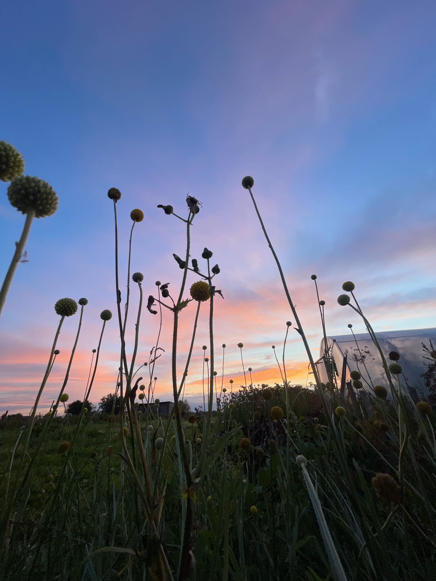 The image captures a low-angle view of a field of wildflowers with spherical seed heads against a twilight sky. The sky transitions from a deep blue at the top to hues of pink and orange near the horizon, suggesting sunset or sunrise. Several tall, thin stalks of plants dominate the foreground, some with distinct rounded seed pods. In the background, a greenhouse-like structure is visible to the right, and hints of trees and buildings can be seen against the colorful sky. The overall scene is natural and serene, with the plants silhouetted against the vibrant sky. The specific location is identified as Perevoznoye, Russia. There are no people or identifiable animals in the frame.