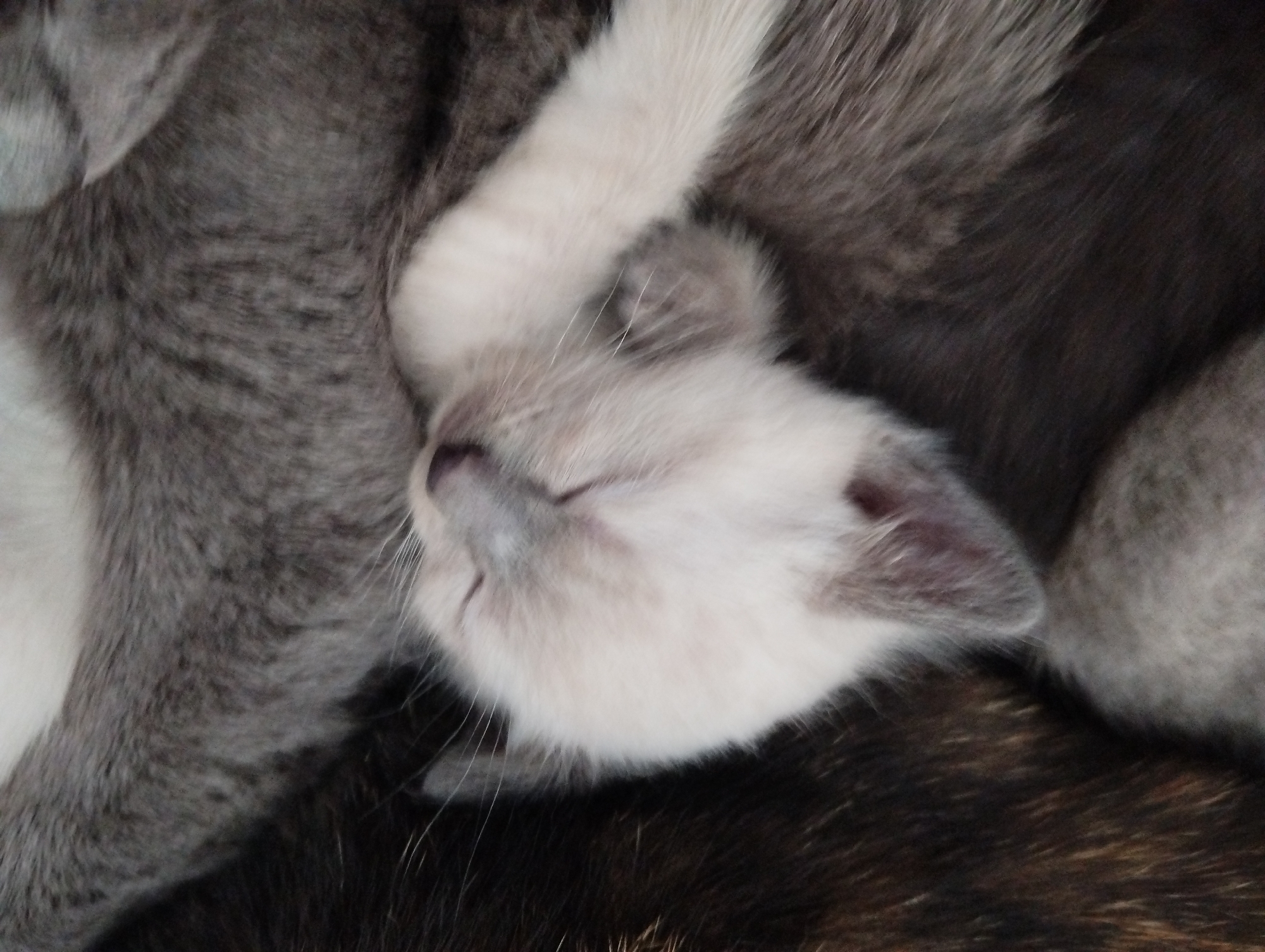 A close-up photograph shows a kitten nestled amongst other cats. The kitten has pale fur on its head and body, with darker grey or brown fur on its ears and nose. Its eyes are closed. The other cats surrounding it appear to be various shades of grey and brown. The location is unknown; there is nothing in the image to confirm it is in Krasnogorskoye, Russia.